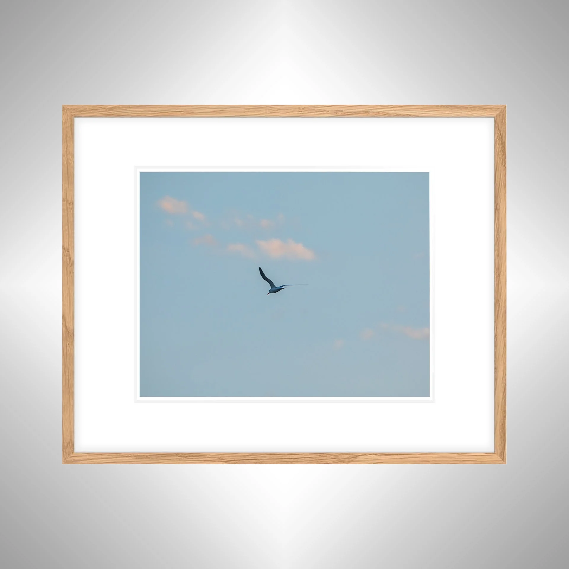1:1 Seagull + Pink Clouds- White w: Border copy NATTY.jpg
