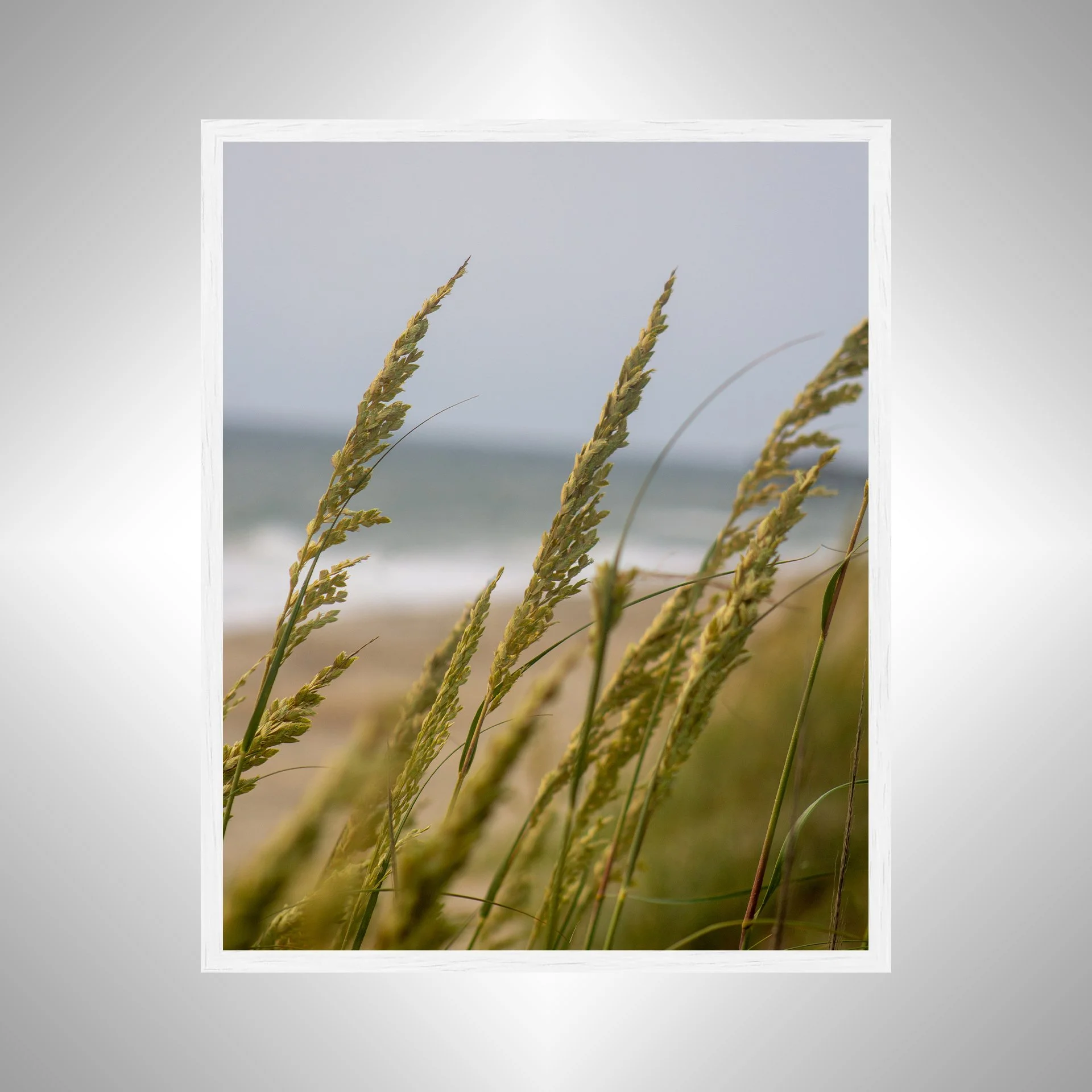 1:1 Rodanthe Dune Oats Group- White.jpg