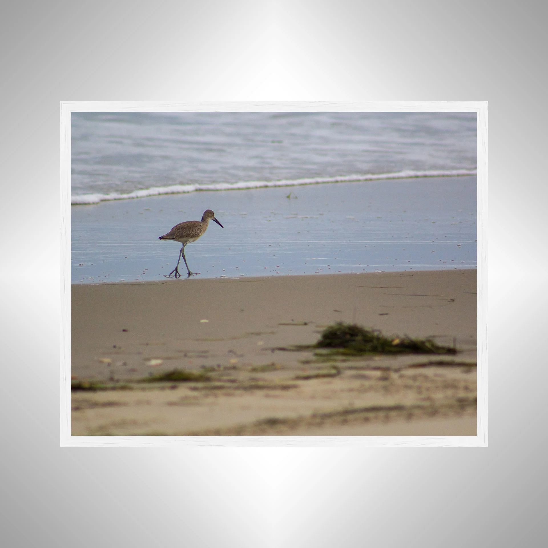1:1 Willet Walking on Beach- White.jpg