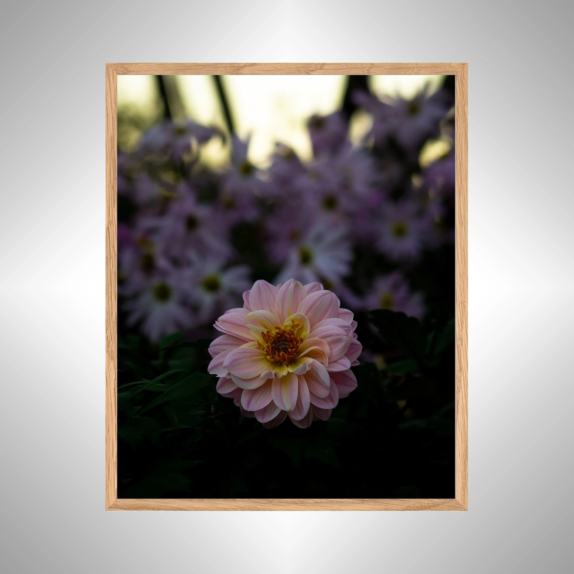 1:10 Pink Dahlia at Botanical Gardens- Silevr copy NATTY.jpg