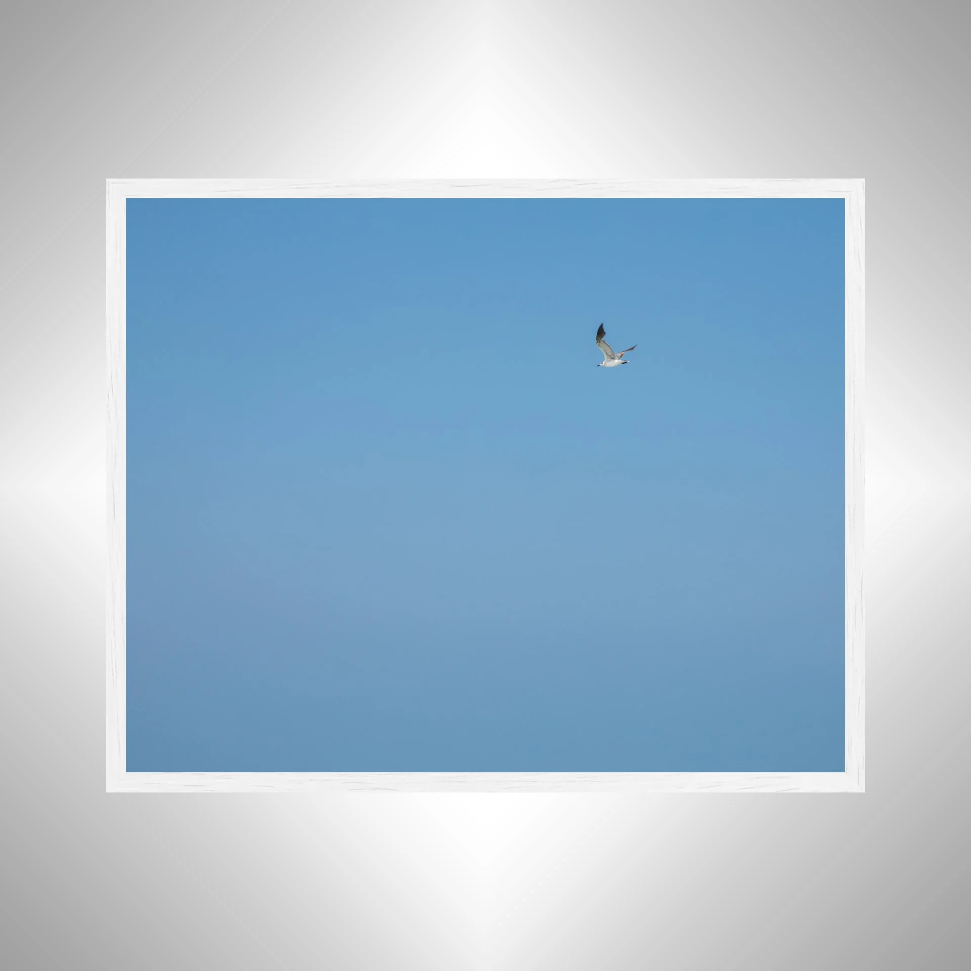 1:10 Blue Sky Seagull- White.jpg