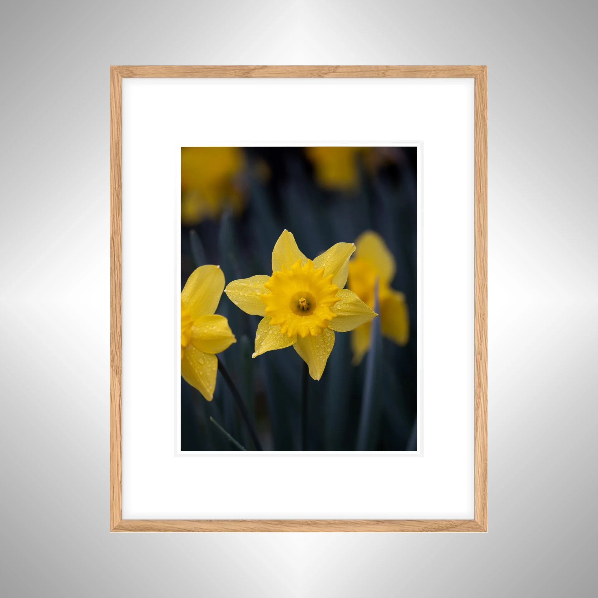 1:10 Yellow King Alfred Daffodil Narcissus-wwb NATTY WB.jpg