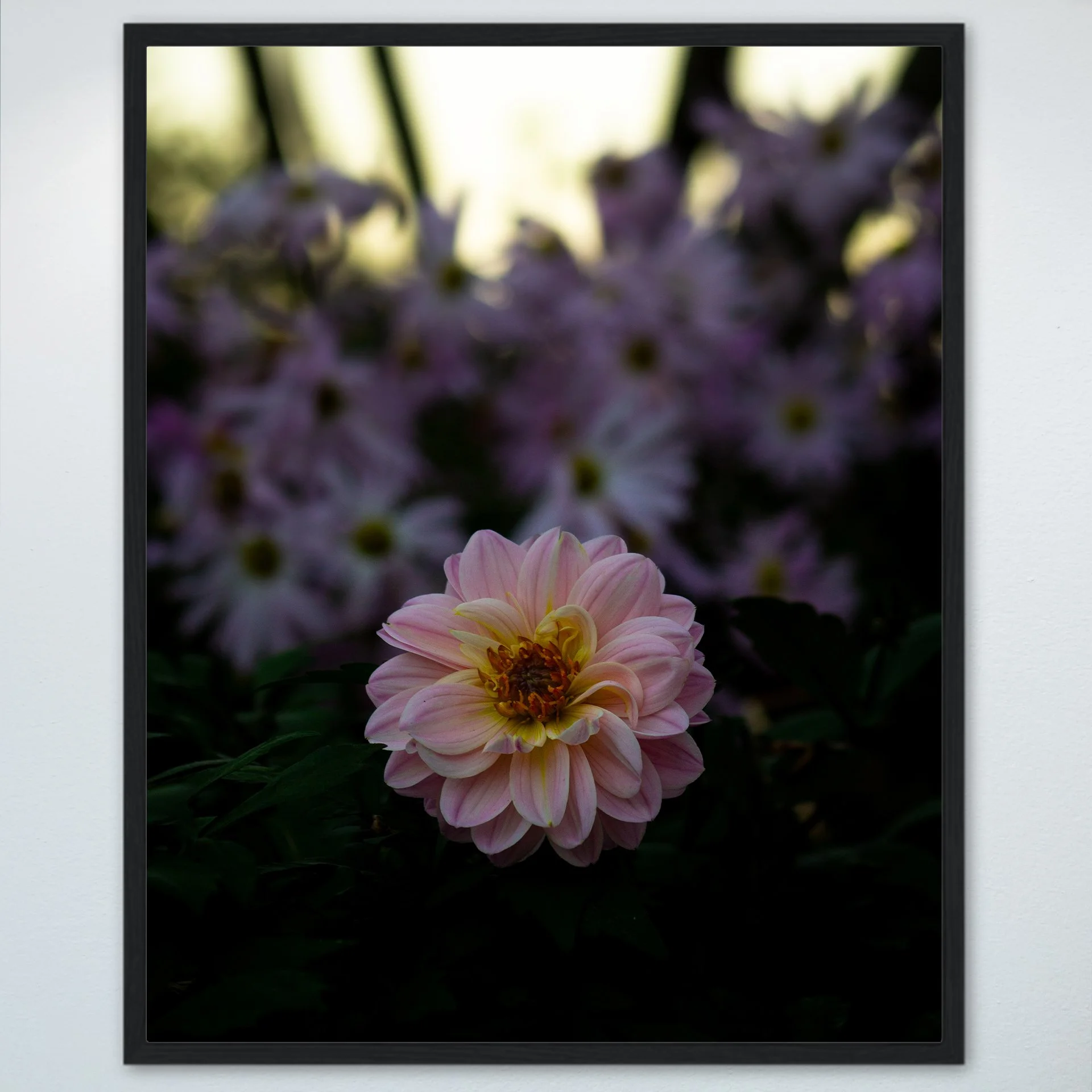 1:10 Pink Dahlia at Botanical Gardens- Wood.jpg