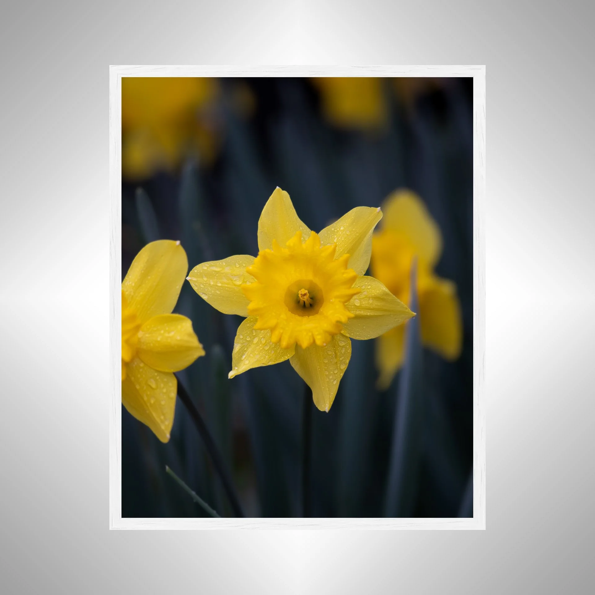 1:10 Yellow King Alfred Daffodil Narcissus-w.jpg