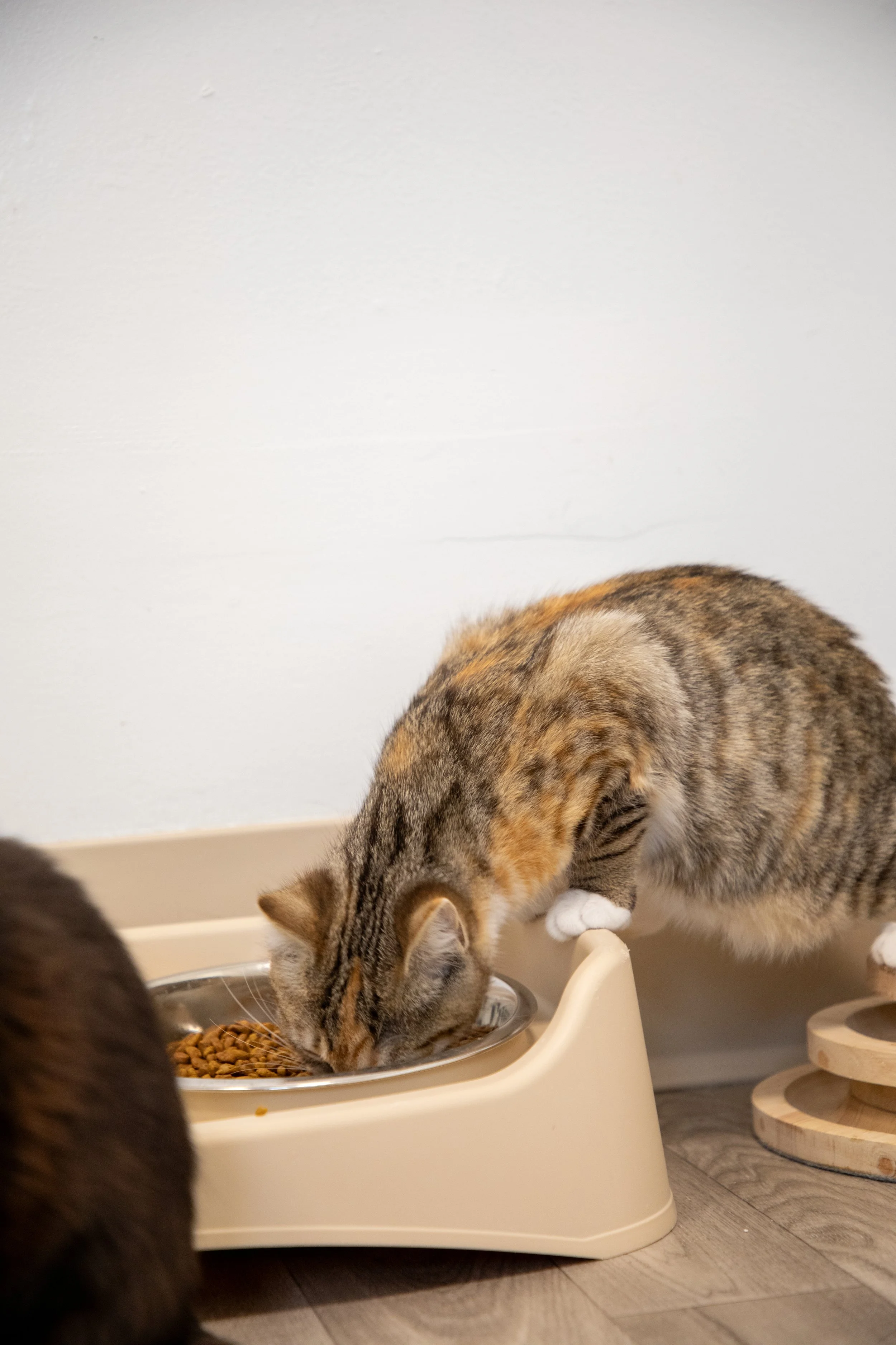 Will Locke Pet Photography- Hope For Life 12:28:2025 110.jpg