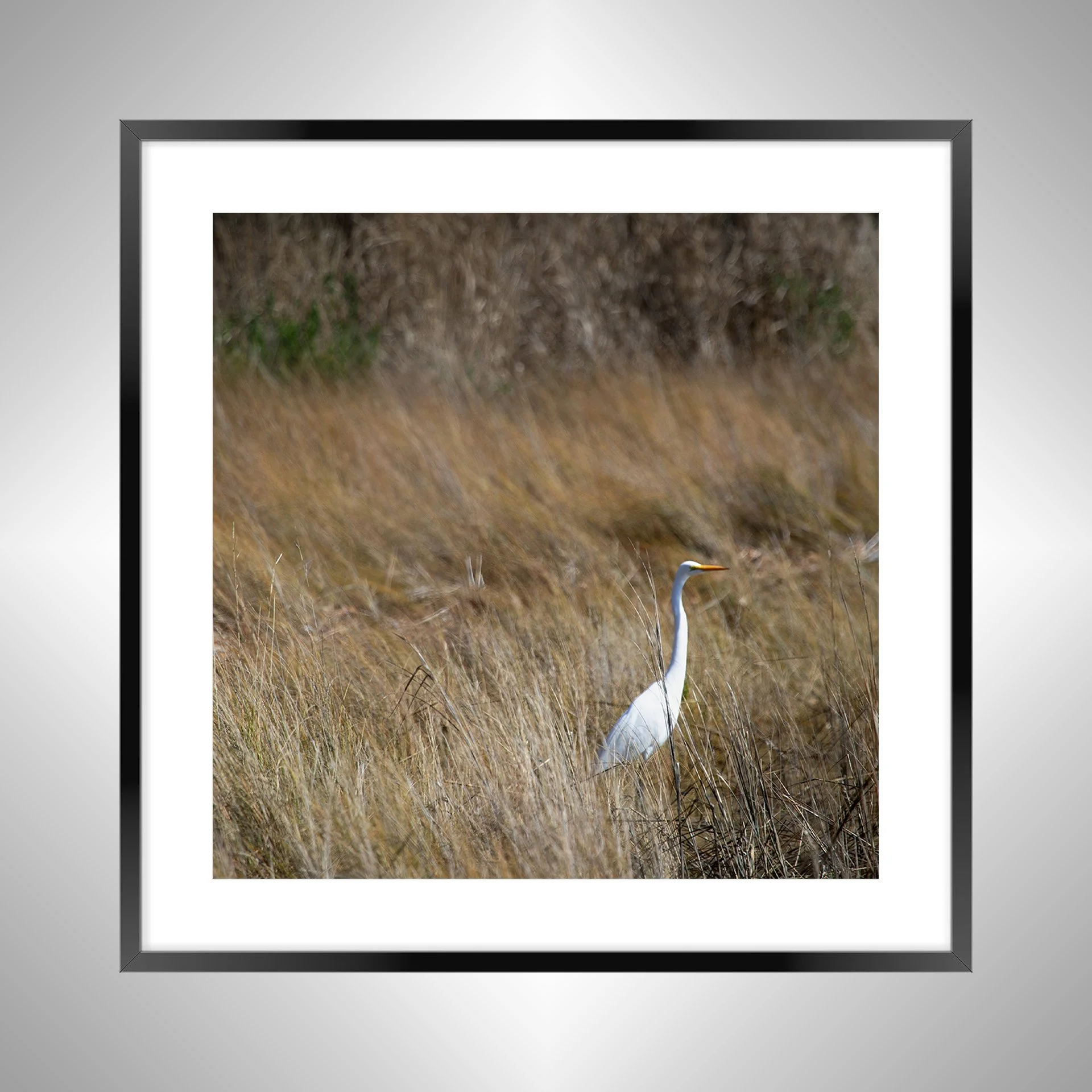 1:1 Sitting Egret (Square)- Black Metal w: Border.jpg