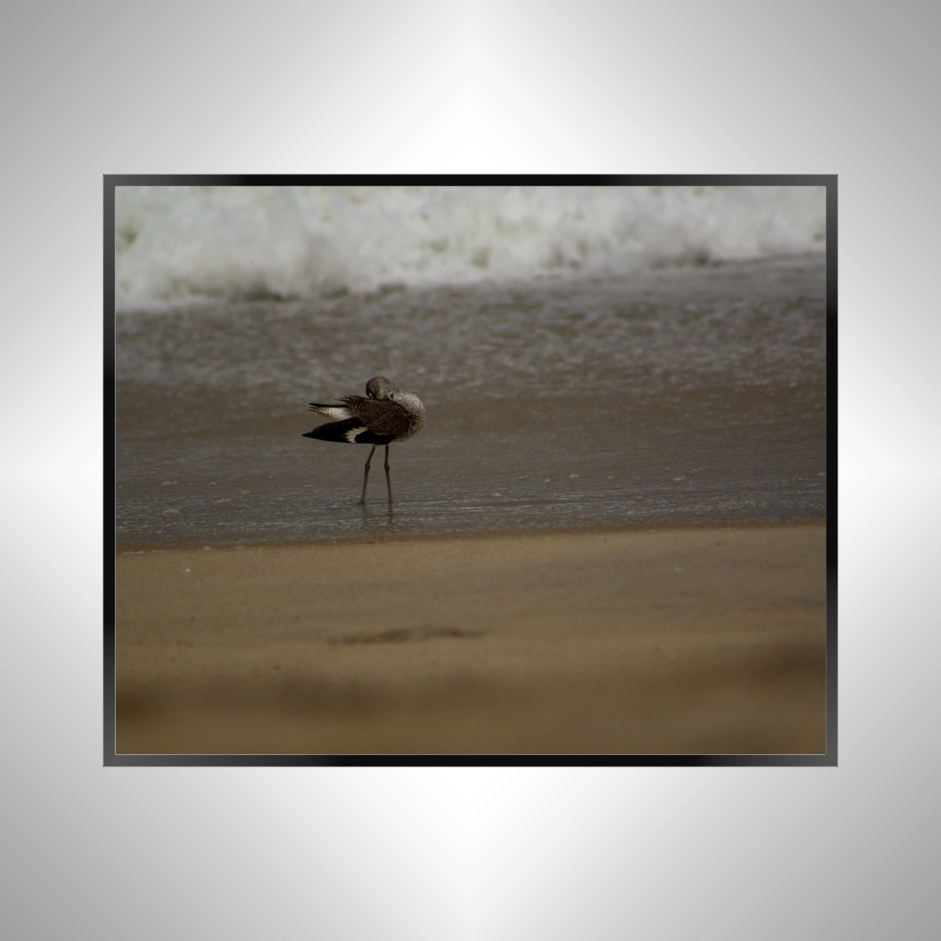 1/1 Willet Cleaning