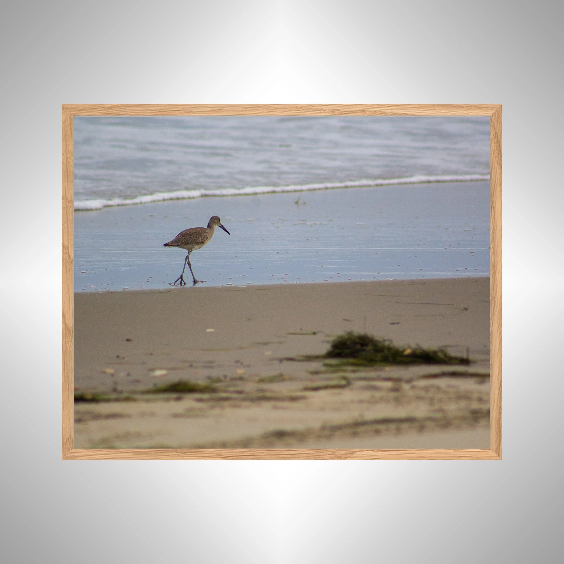 1:1 Willet Walking on Beach- White copy NATTY.jpg
