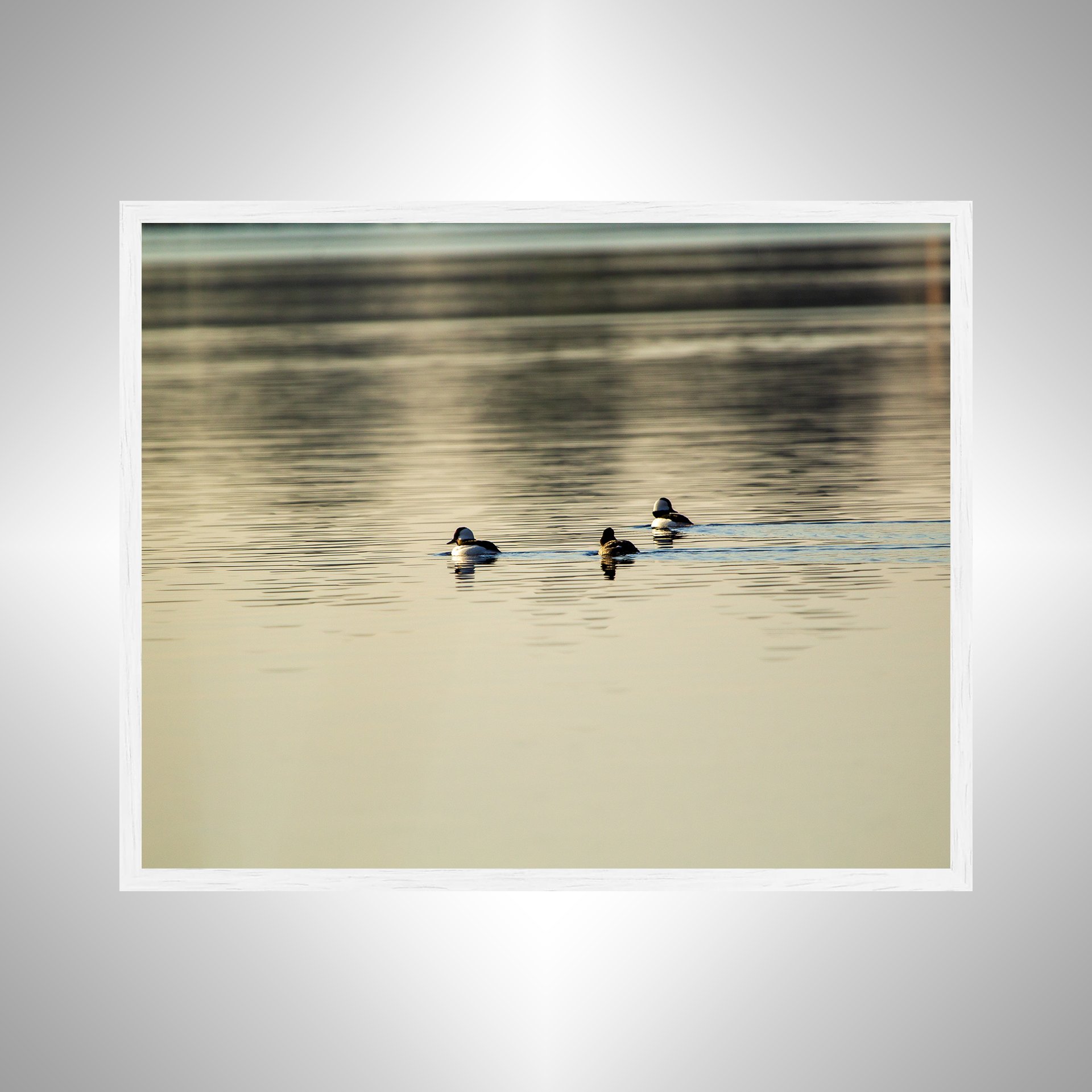 1:1 Bufflehead Family on Lafayette- White Wood.jpg