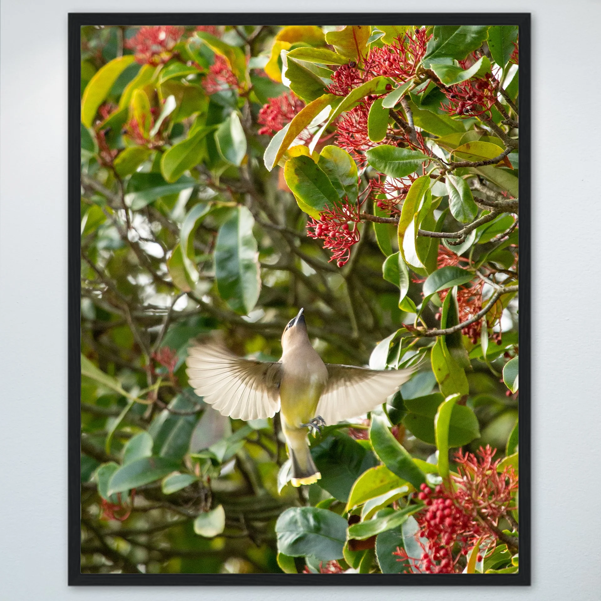 1:10 Cedar Waxwing Picking Berries- Wood.jpg