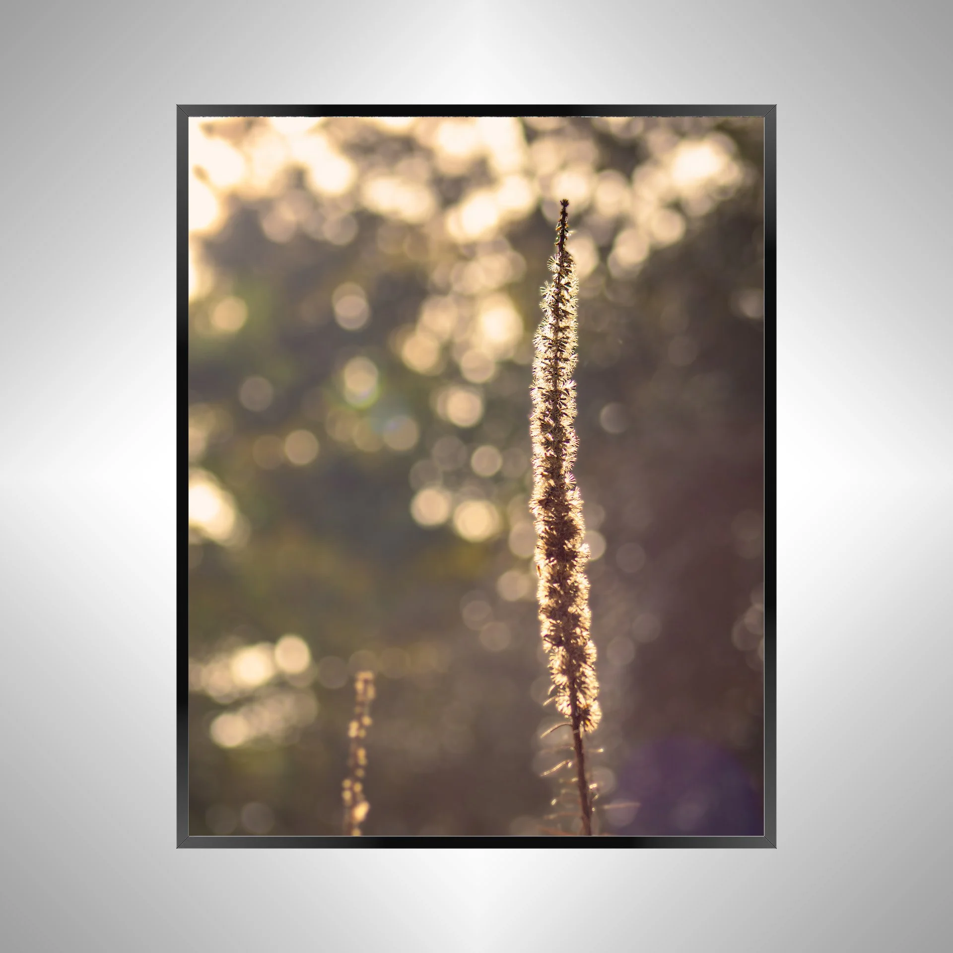 1/1 Foxglove in Winter