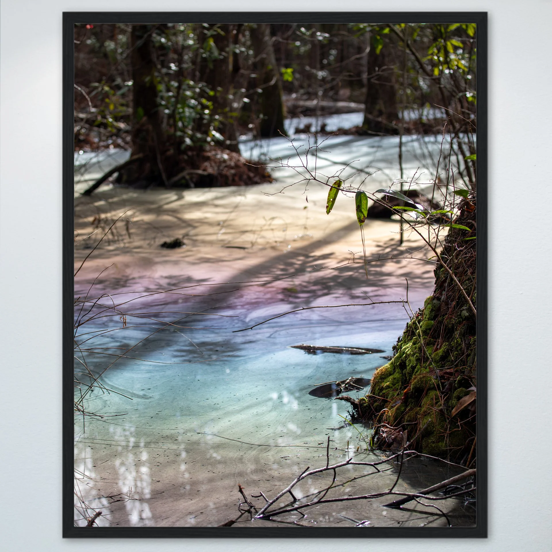 1:1 Rainbow Swamp at Seashore State Park- Wood.jpg