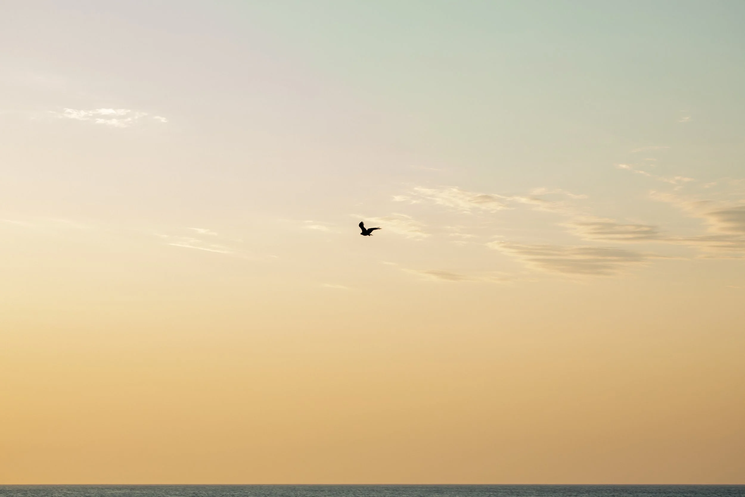 1:10 Golden Gull on Horizon.jpg