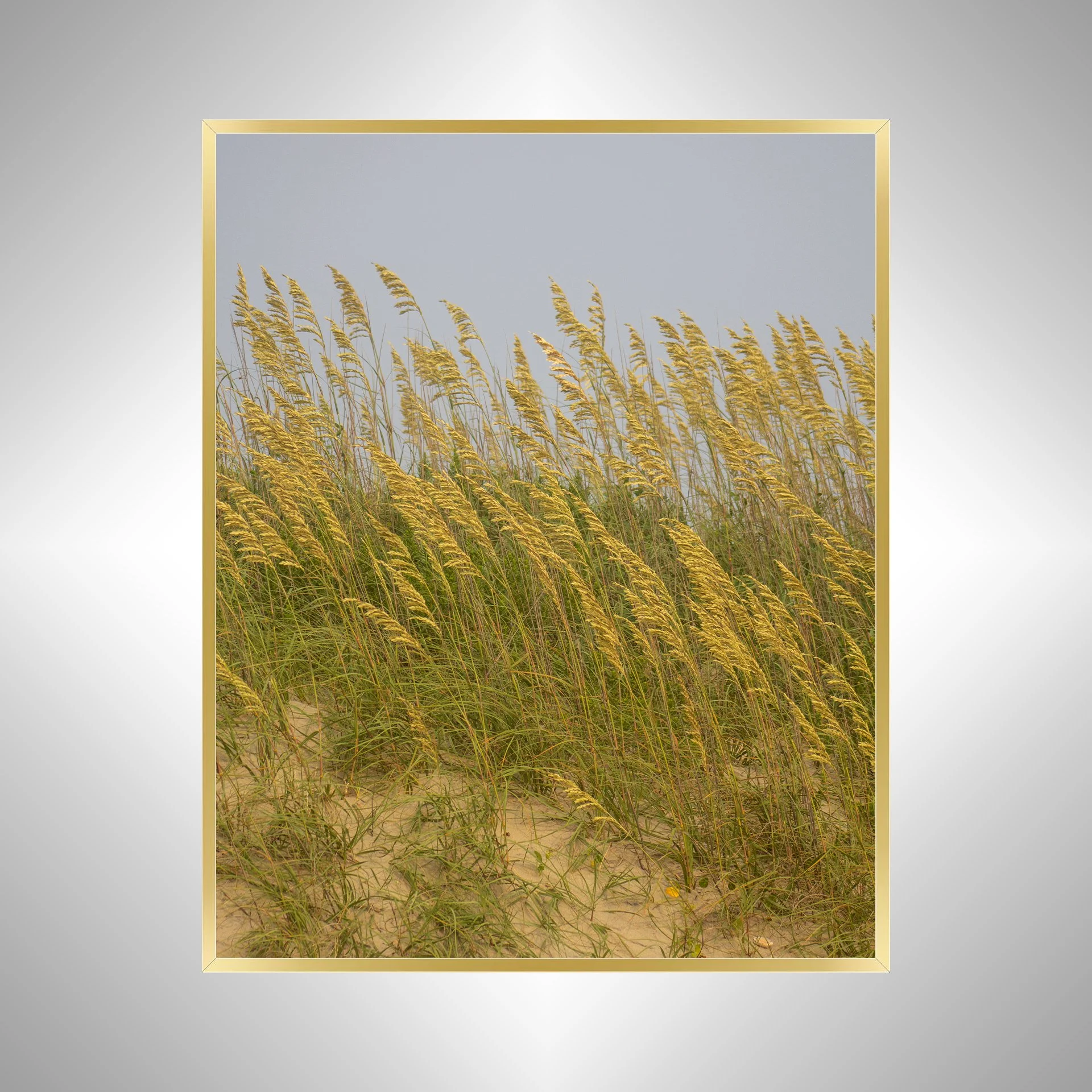1:1 Rodanthe Dune Oats (Portrait)- Gold.jpg