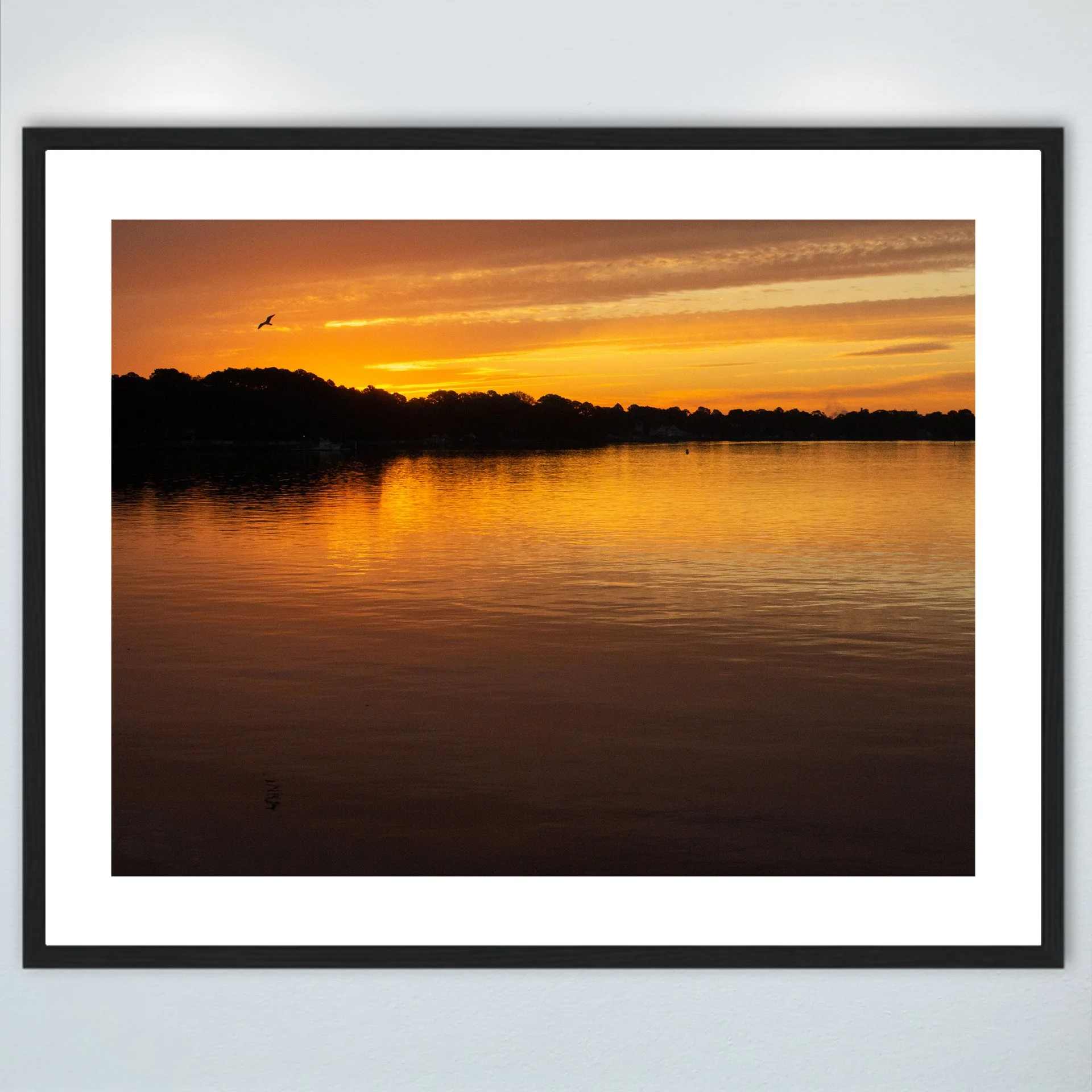 1:1 Seagull at Sunrise on the Lafayette River- Wood w: Border.jpg