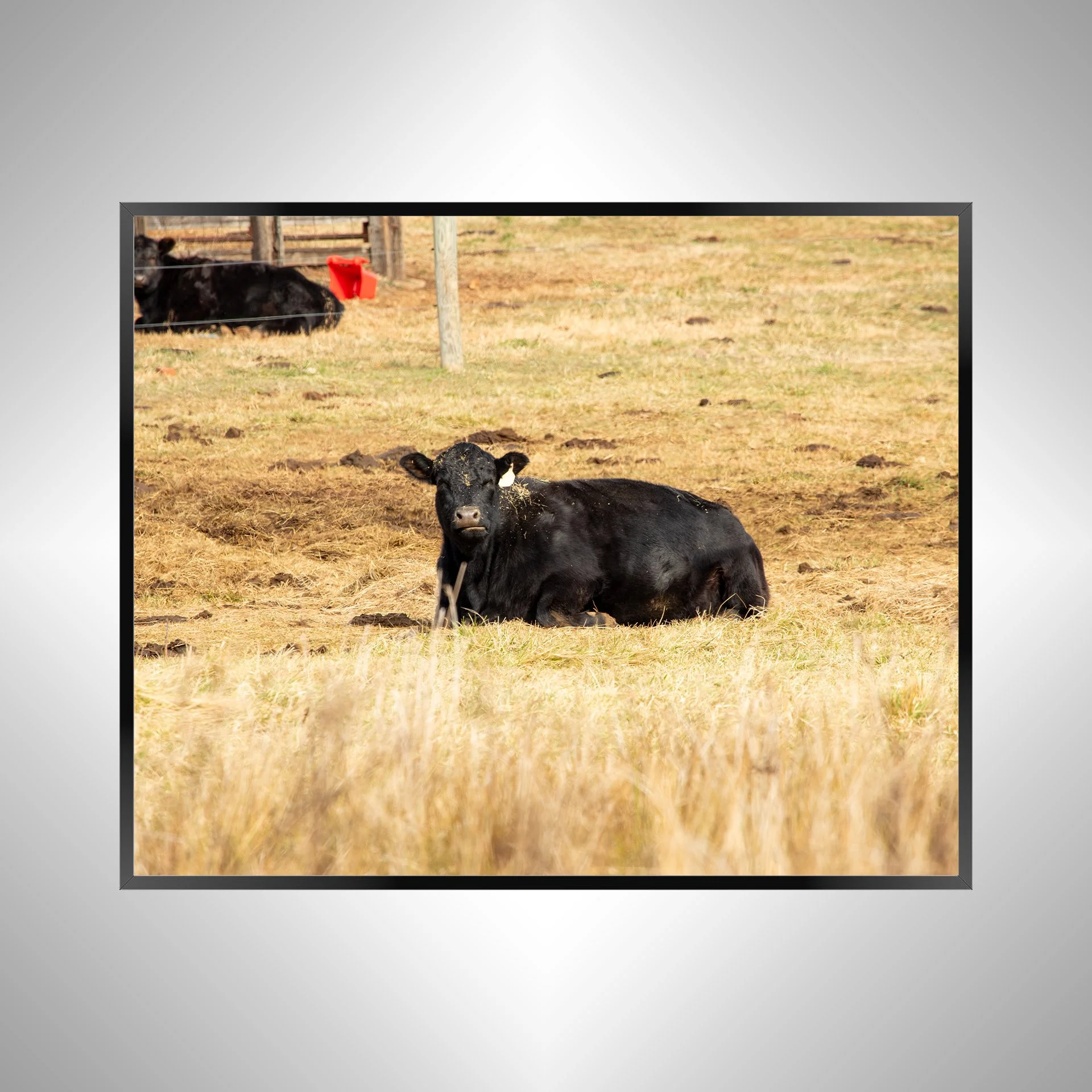1/1 Dirty Cow Grazing