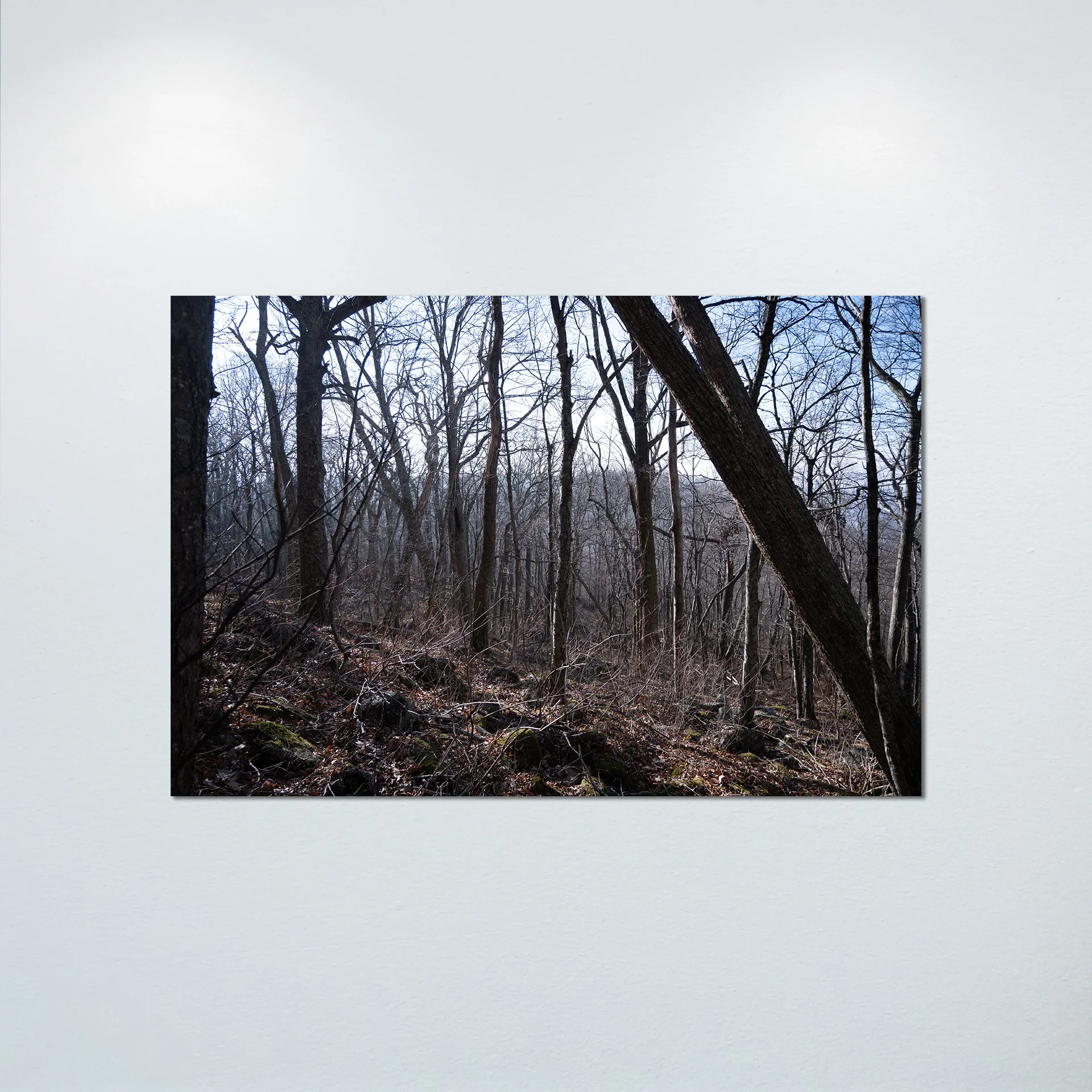 1:1 Shenandoah Trees- Poster & Canvas.jpg