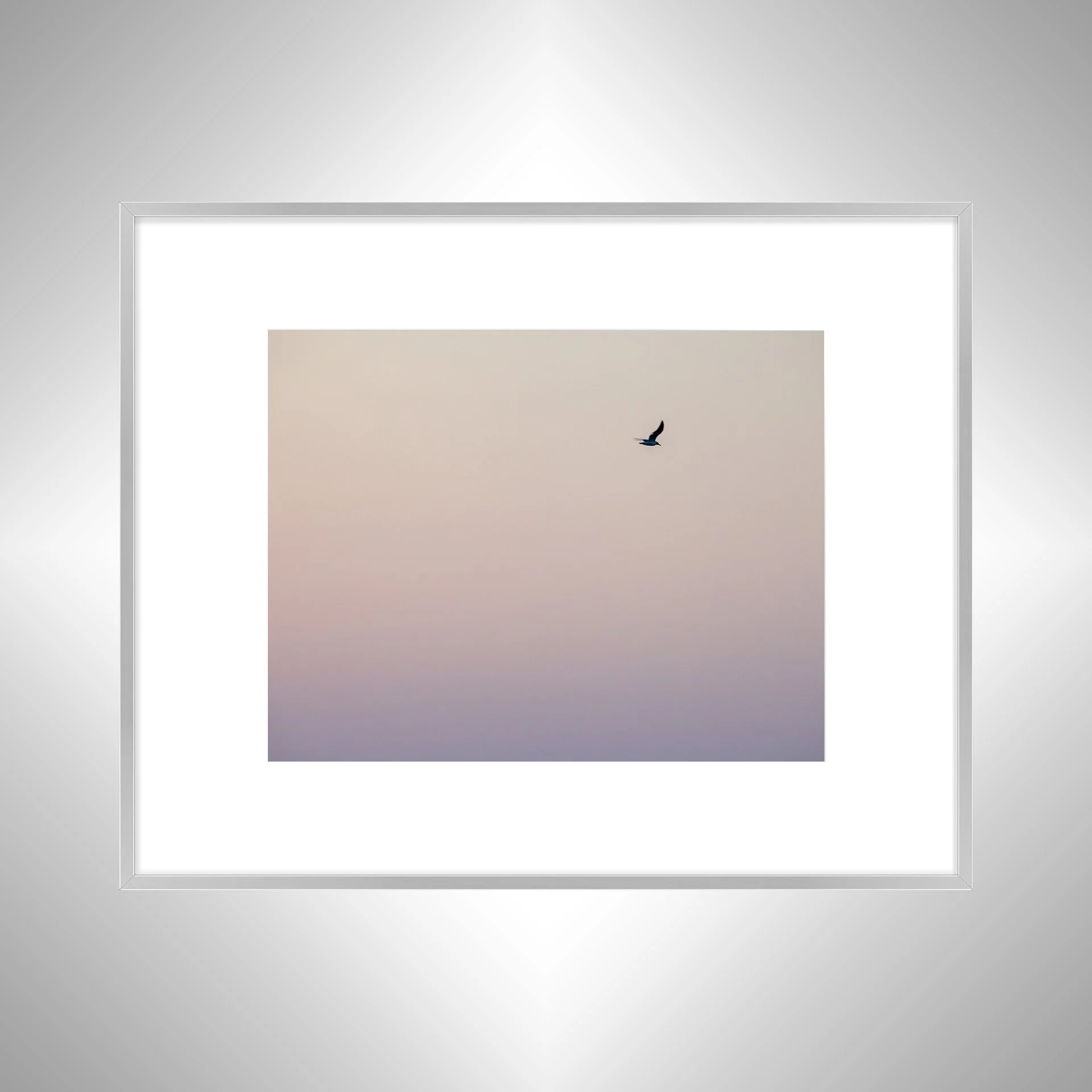 1:1 Seagull Flying on Pink Gradient- Silver w: Border.jpg