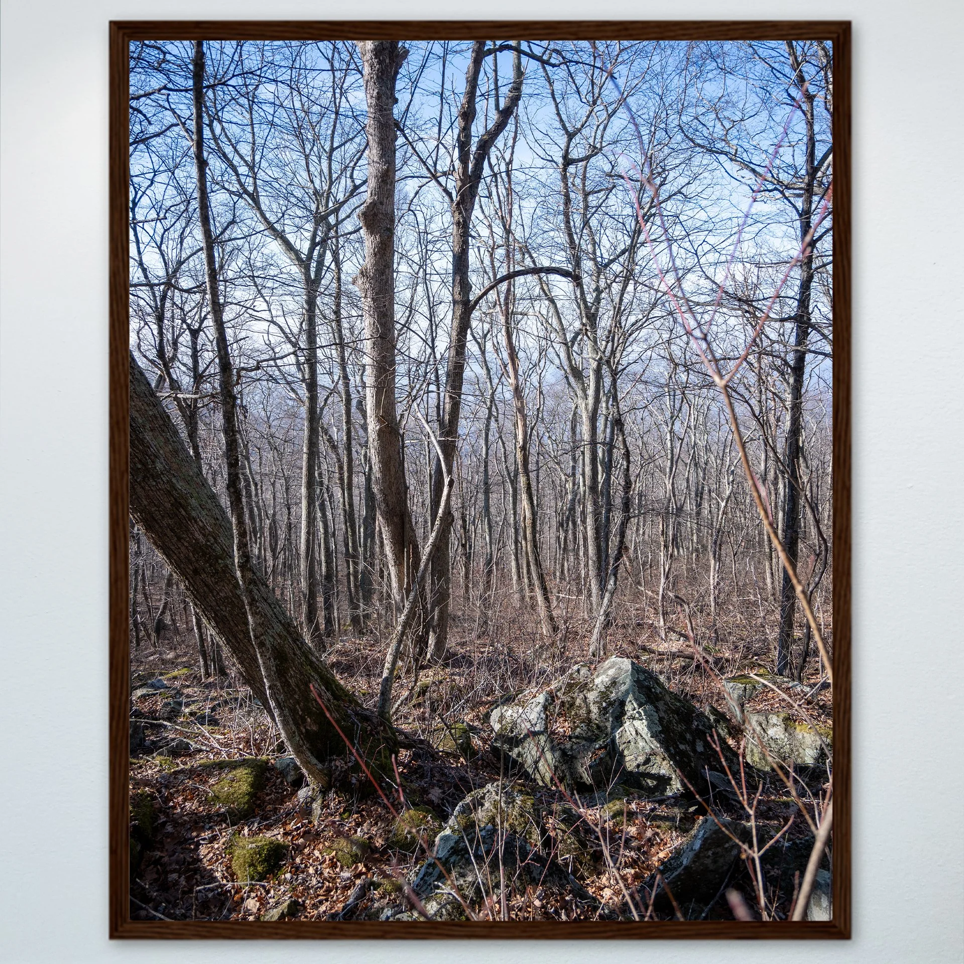 1:1 Shenandoah National Park Forest during Winter- Wood.jpg