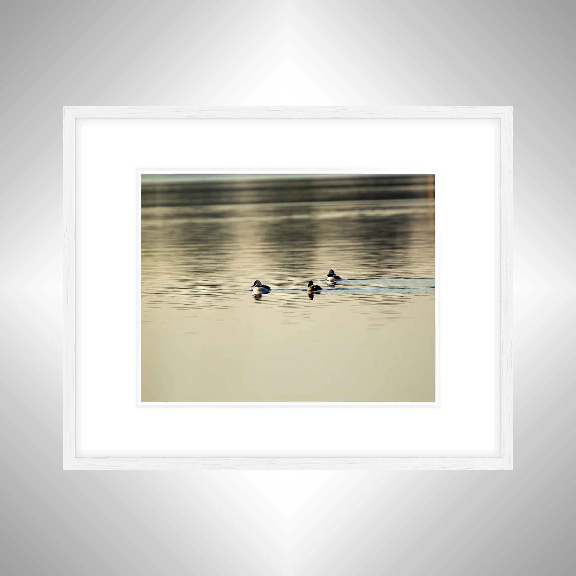 1:1 Bufflehead Family on Lafayette- White Wood w: Border.jpg