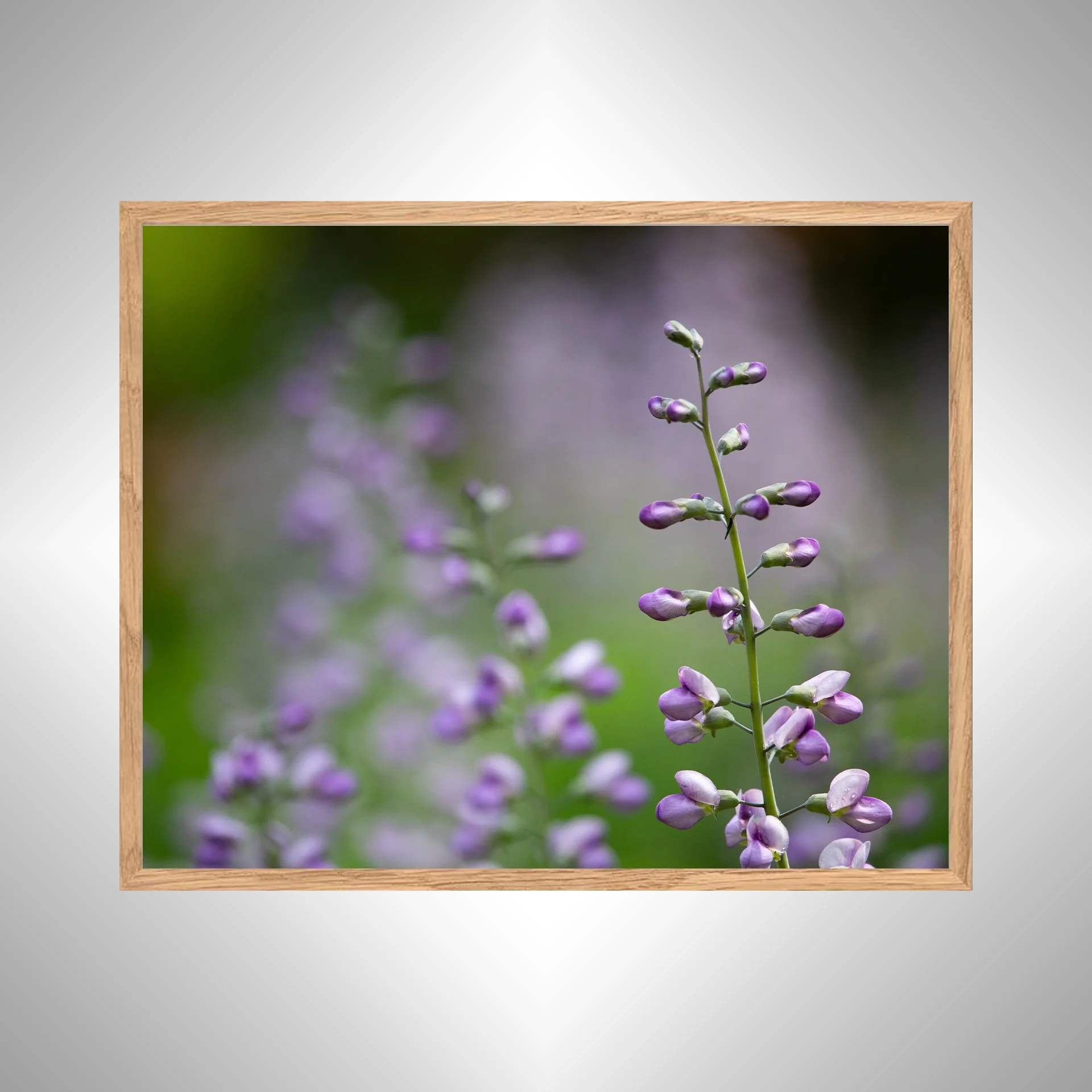 1:10 Baptisia 'Purple Smoke'- lbkac copy NATTY.jpg