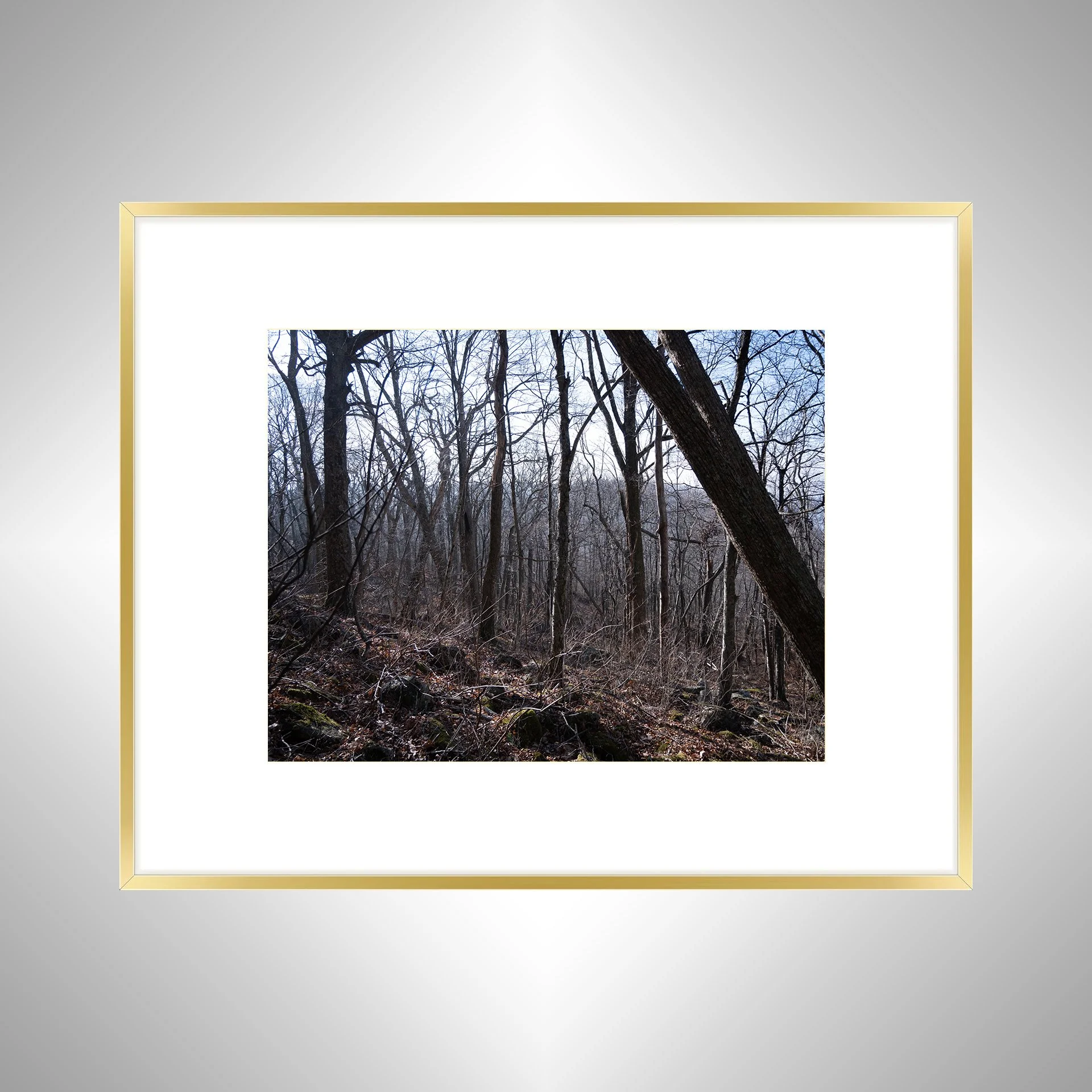 1:1 Shenandoah Trees- Gold w: Border.jpg