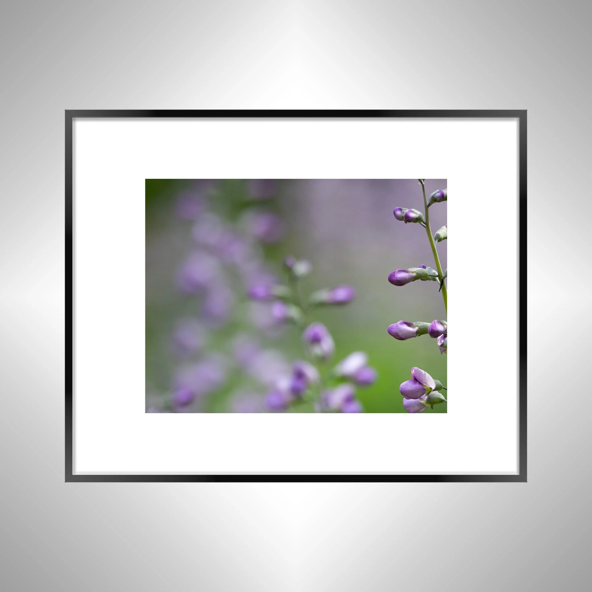 1:10 Baptisia 'Purple Smoke'- bb.jpg