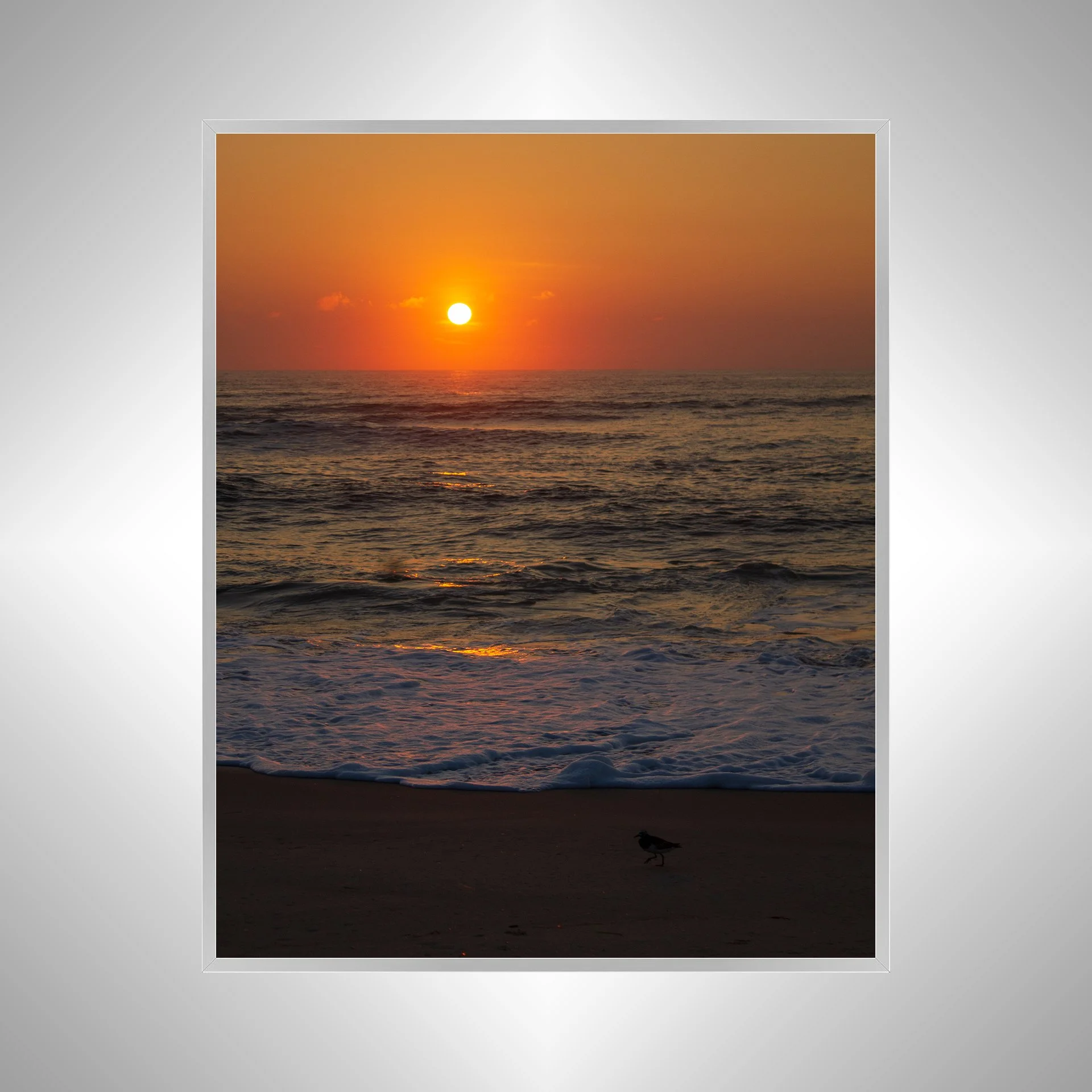1:1 Sanderling at Sunrise- Silver.jpg
