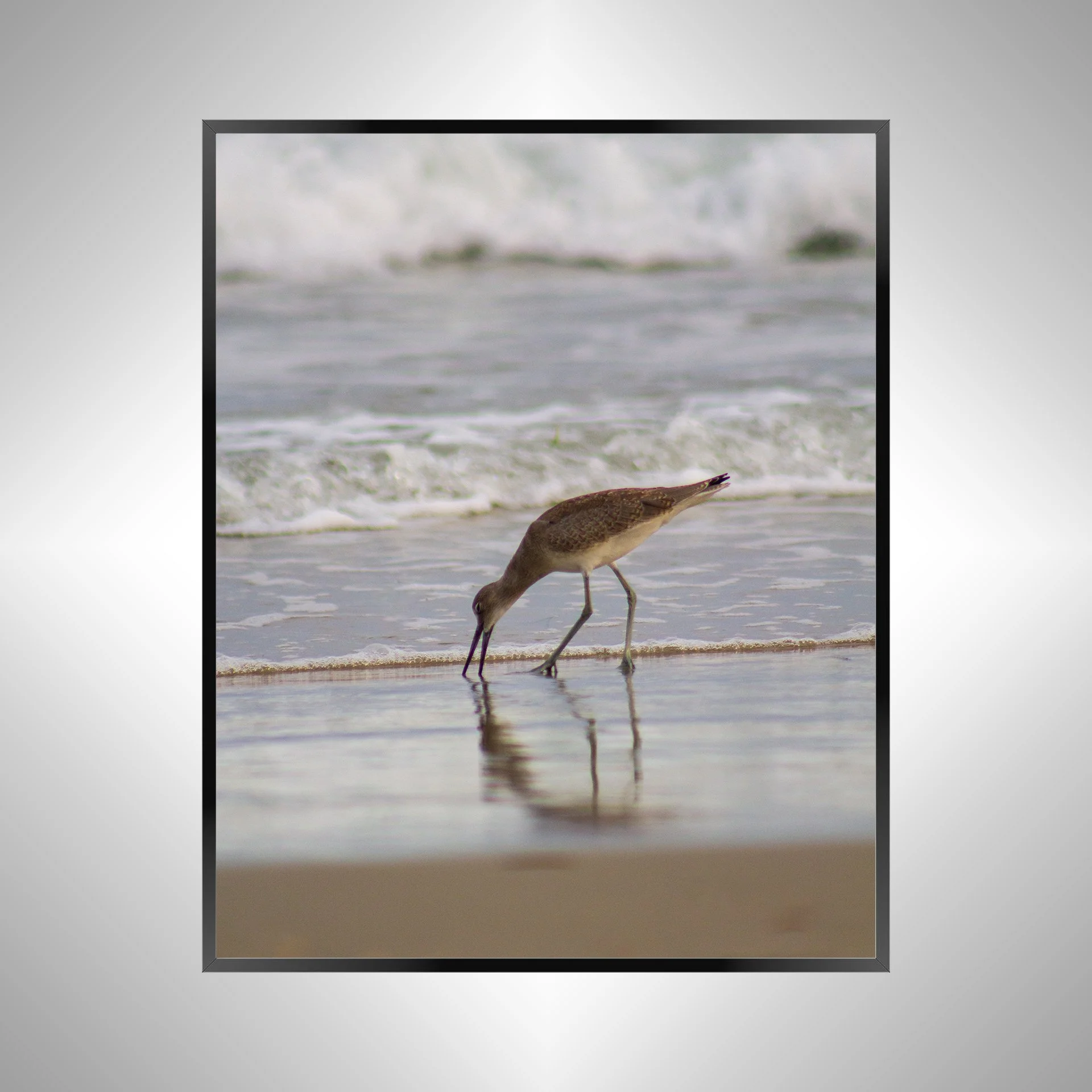 1/1 Willet Eating Reflection