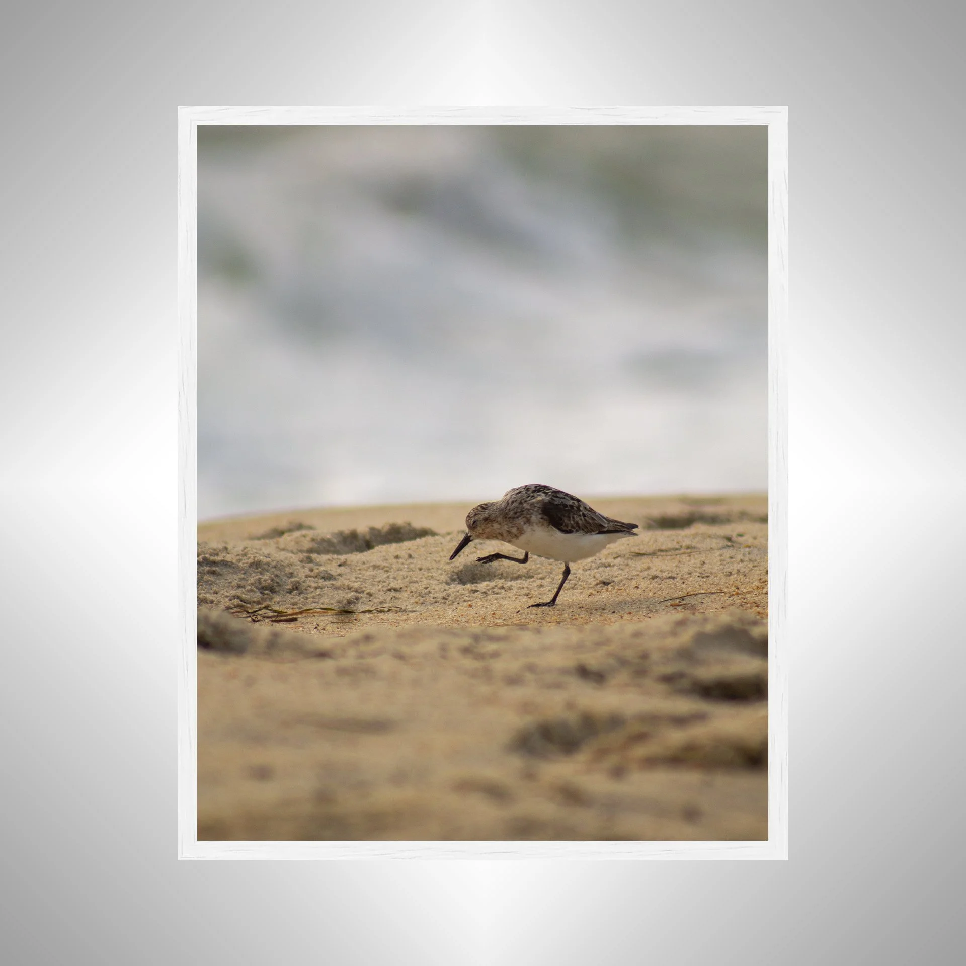 1:1 Itchy Willet- White Wood.jpg