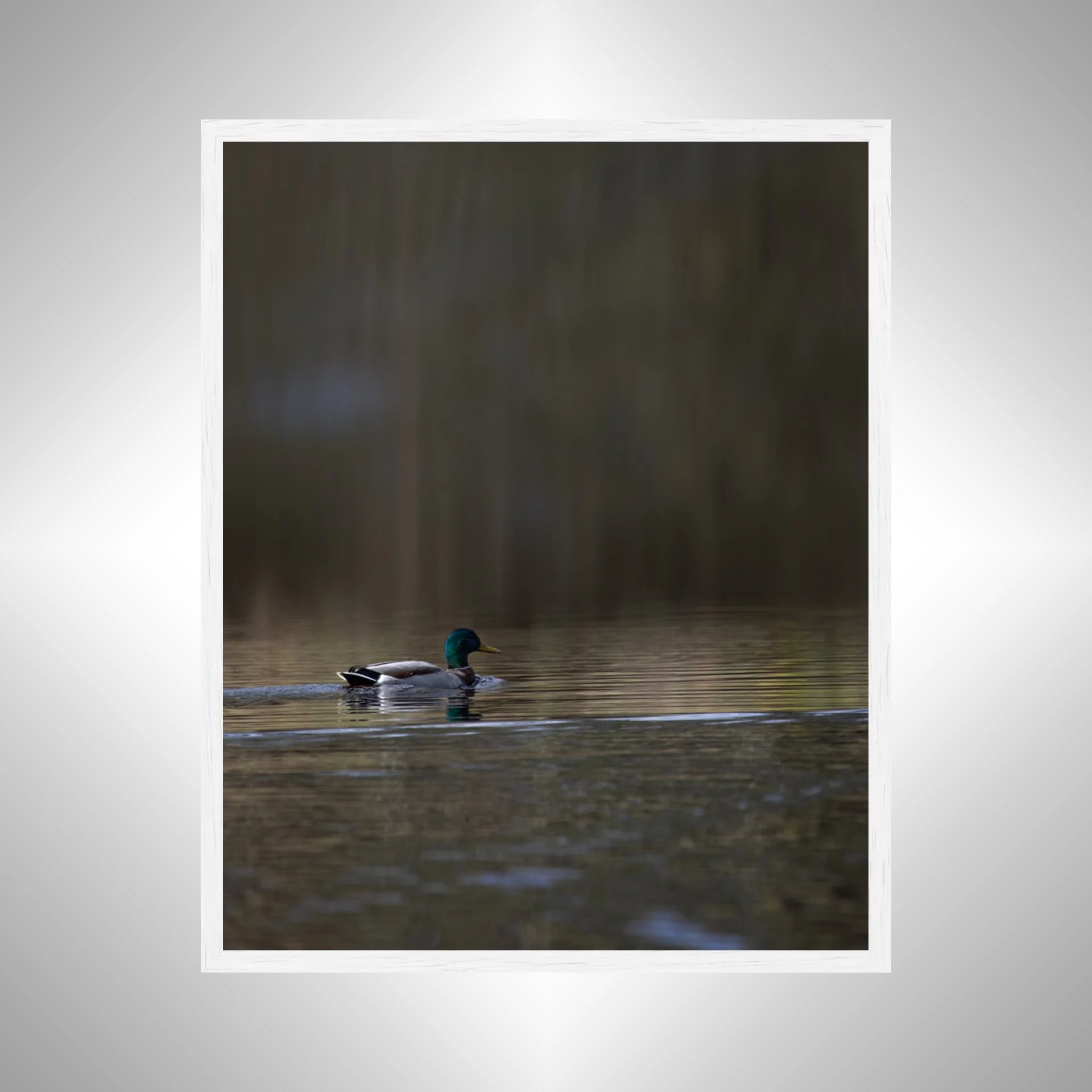 1:1 Duck at Seashore State Park Edit- White Wood.jpg