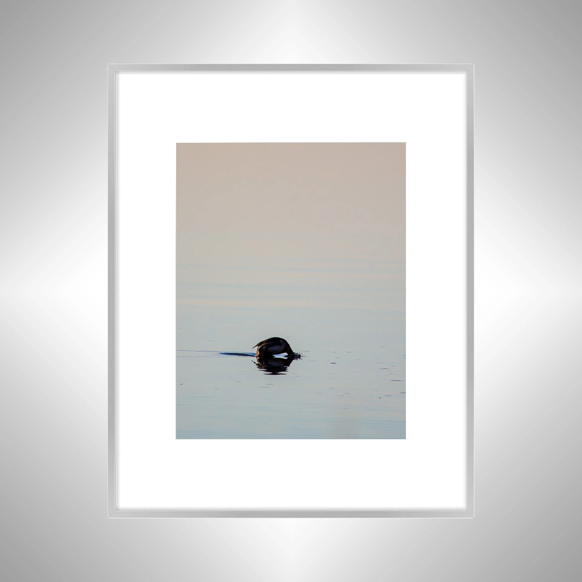 1:1 Bufflehead on Lafayette Diving- Silver Metal w: Border.jpg