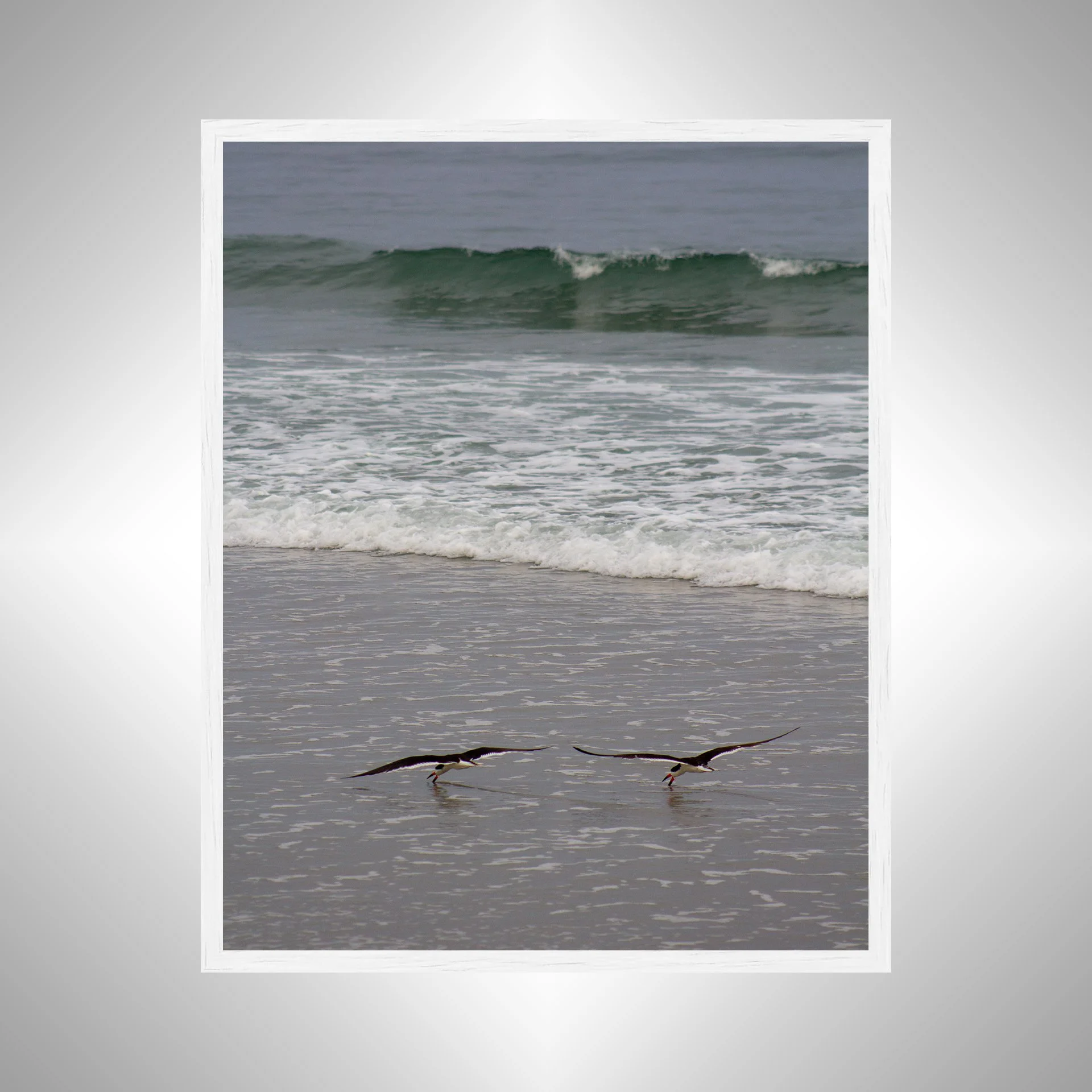 1:1 Oyster Catcher Couple Hunting in Carova- White Wood.jpg