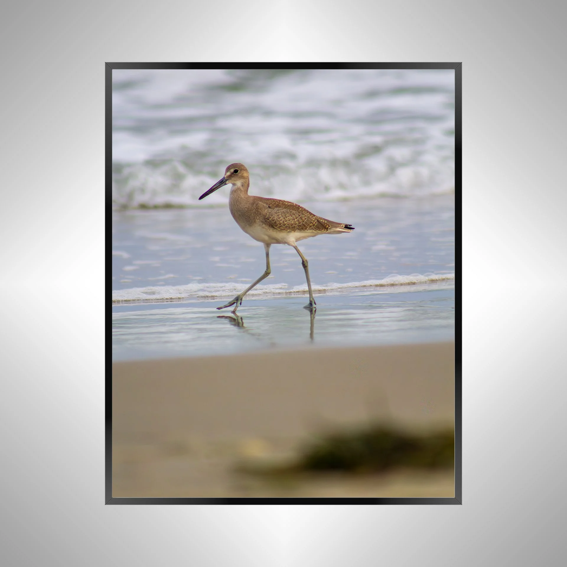 1/1 Willet Walking