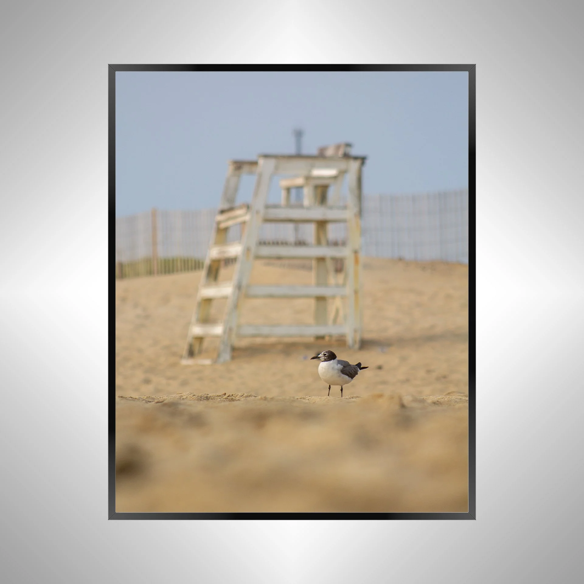 1/1 Lifeguard Gull