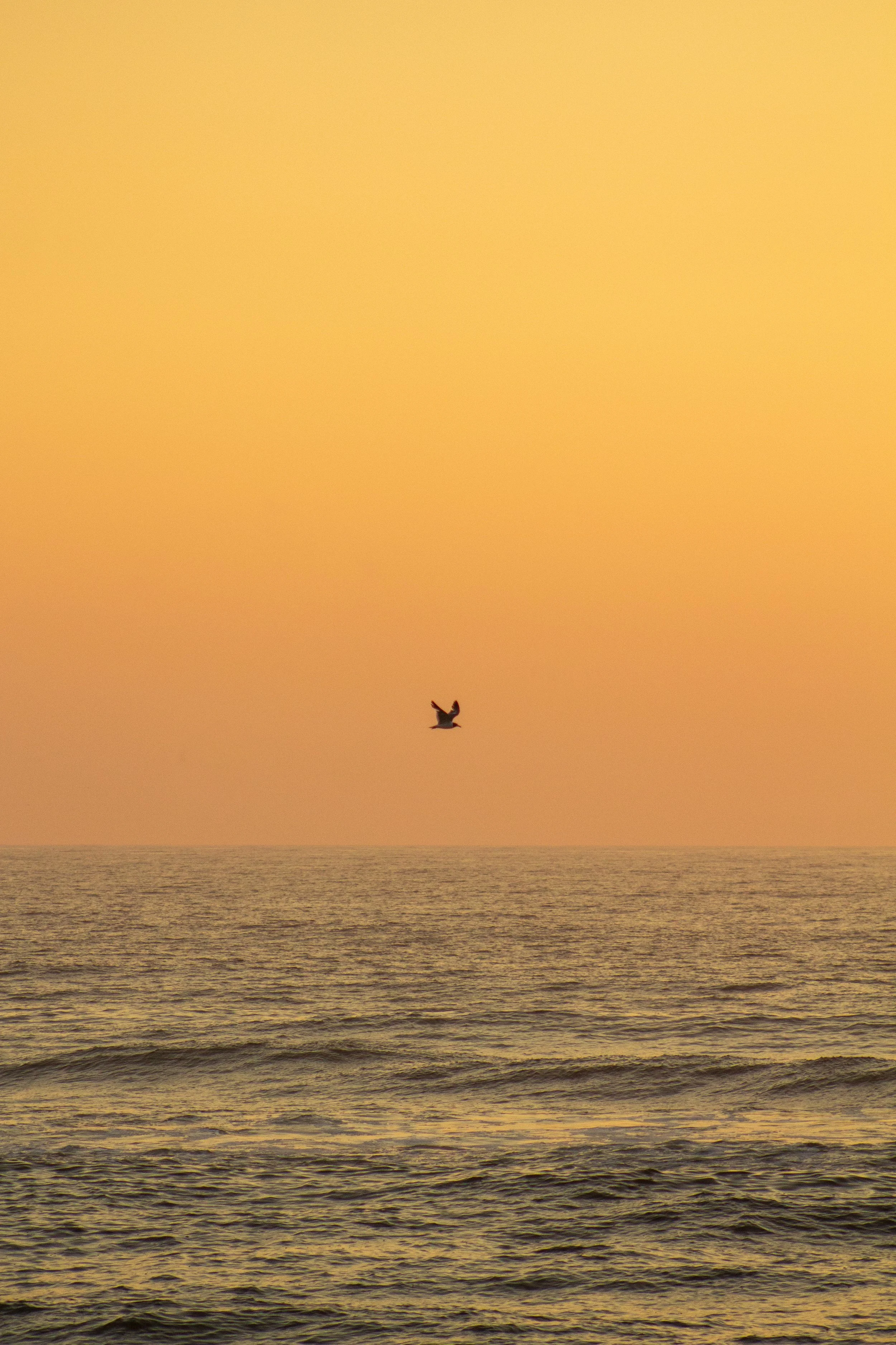 1:10 Sunrise Soaring Seagull.jpg