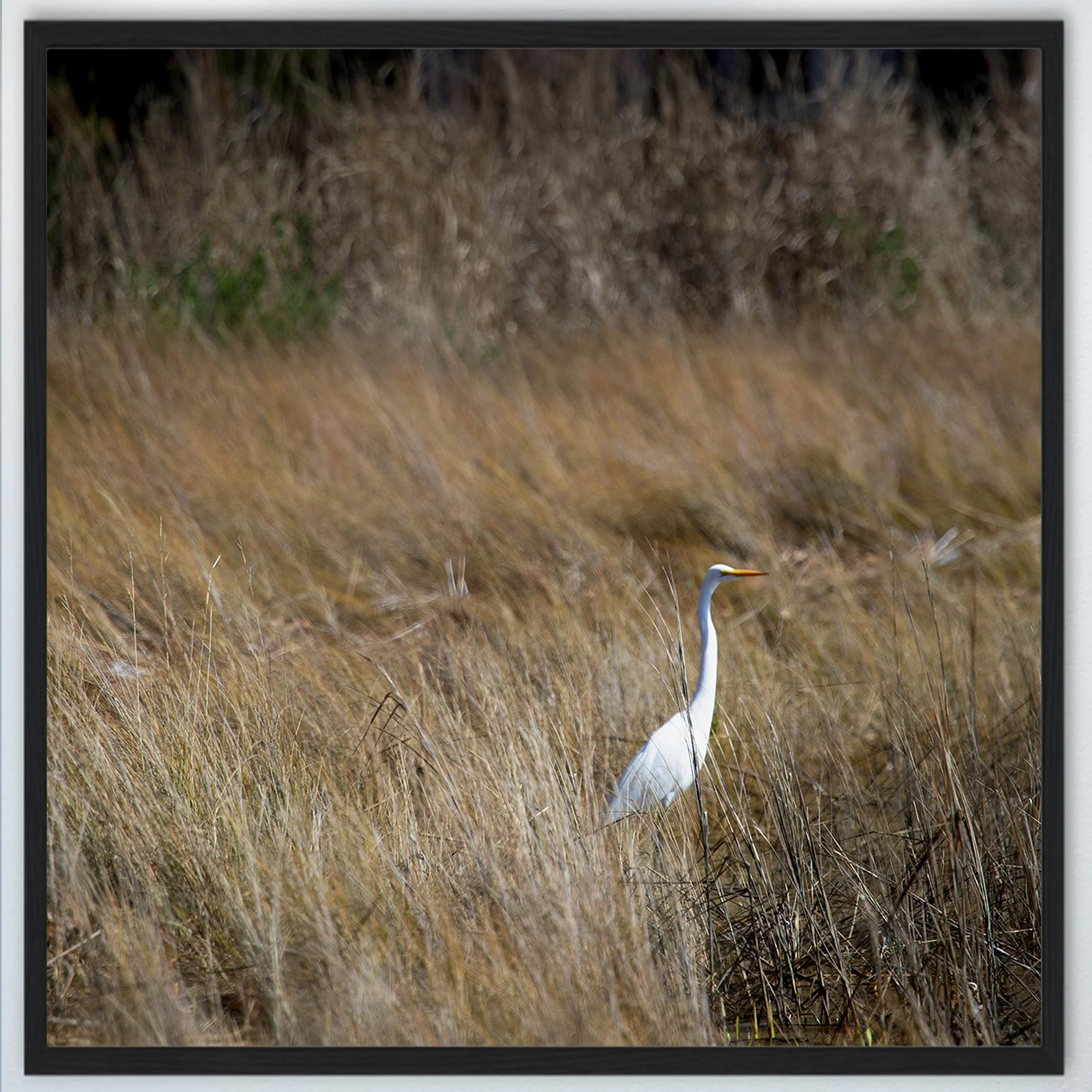 1:1 Sitting Egret (Square)- Wood.jpg