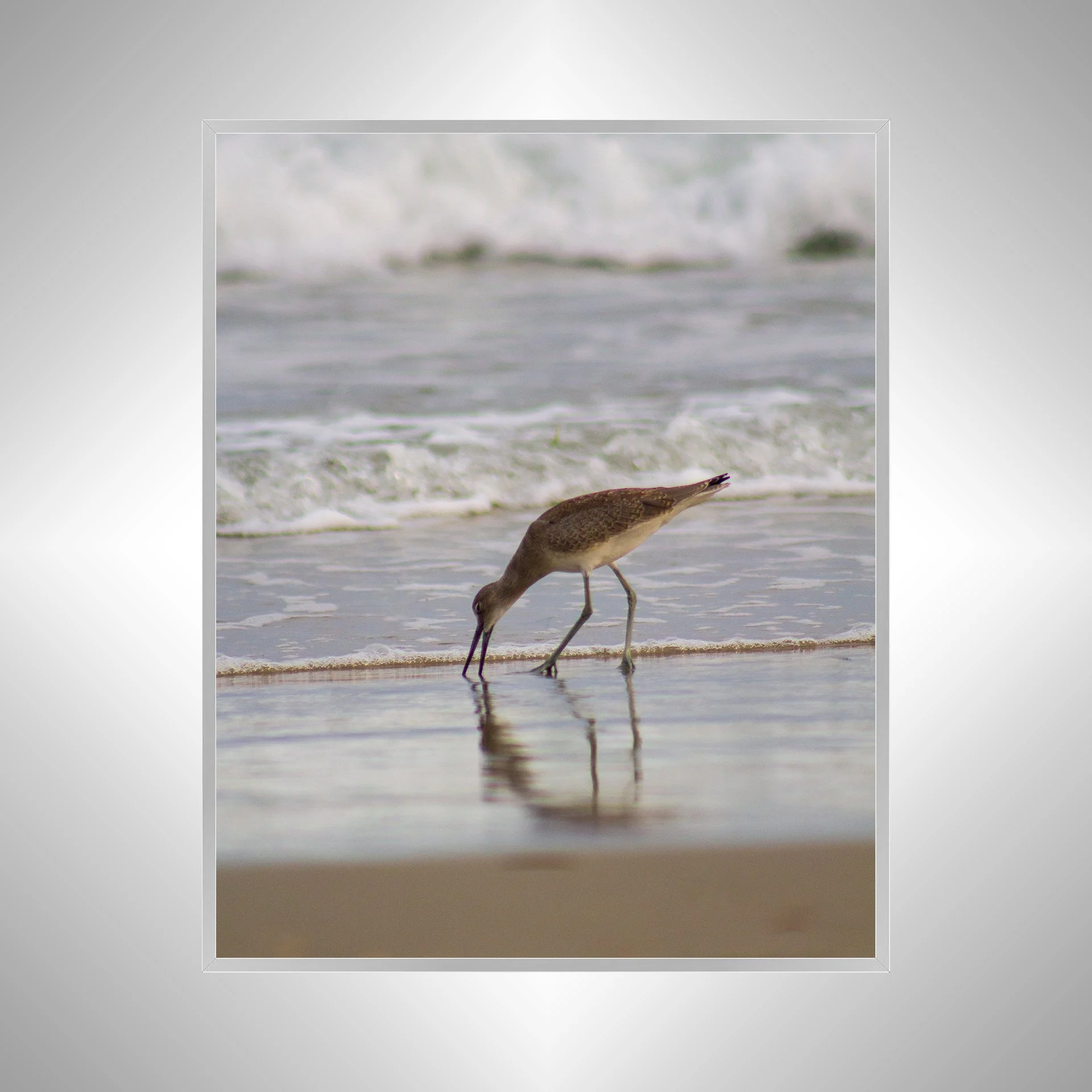 1:1 Willet Eating Reflection- Silver.jpg