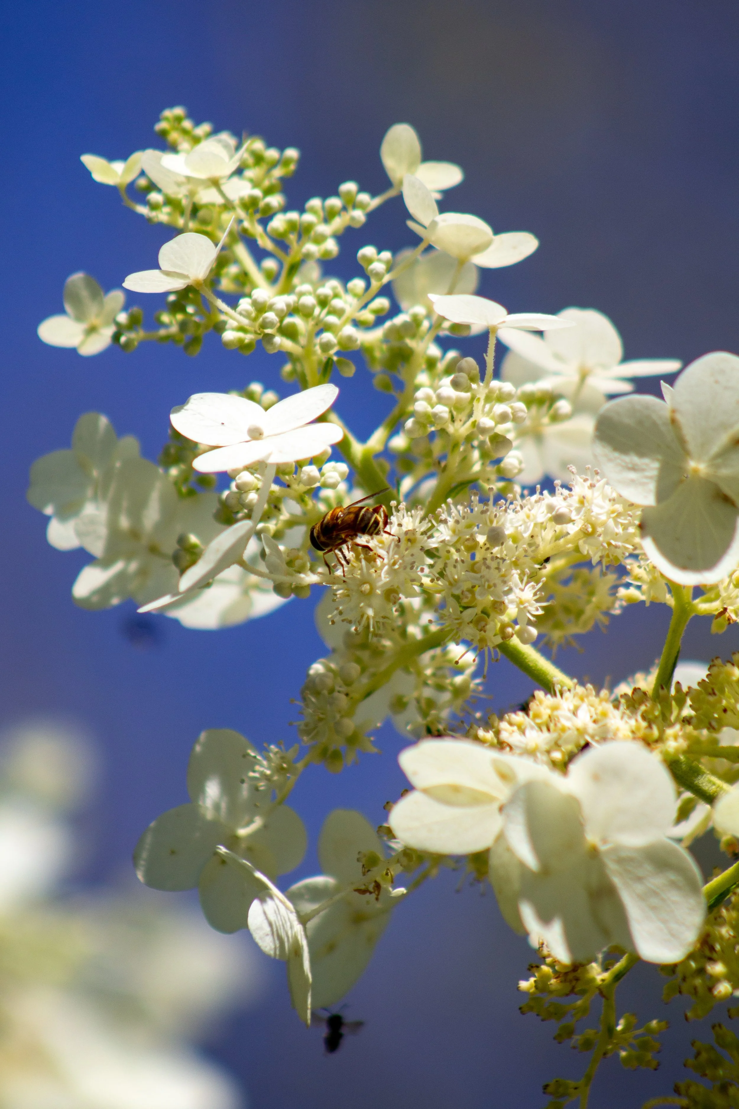 1:1 Pollinator in Sun.jpg