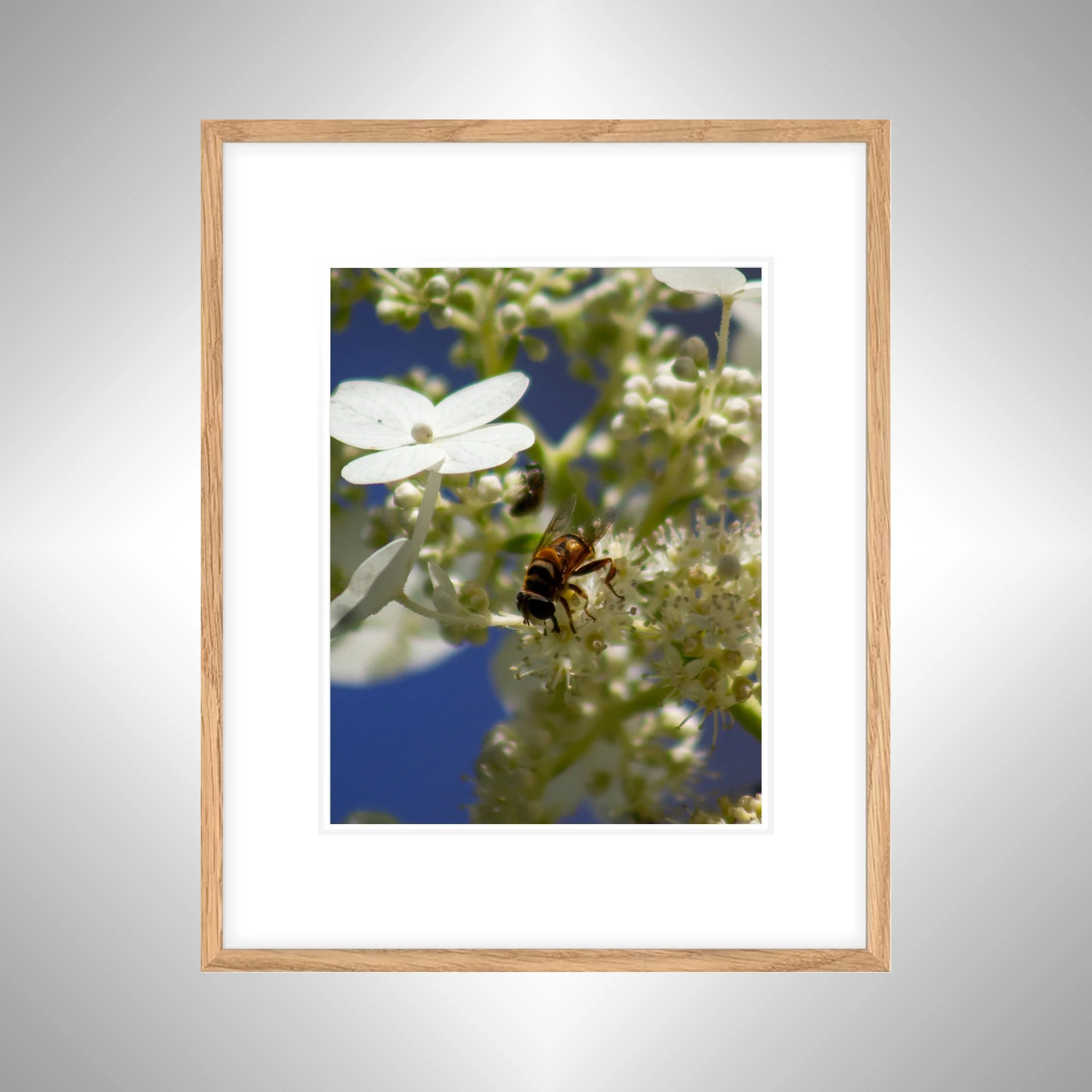 1:1 Pollinator in Norfolk- White w: Border copy NATTY.jpg
