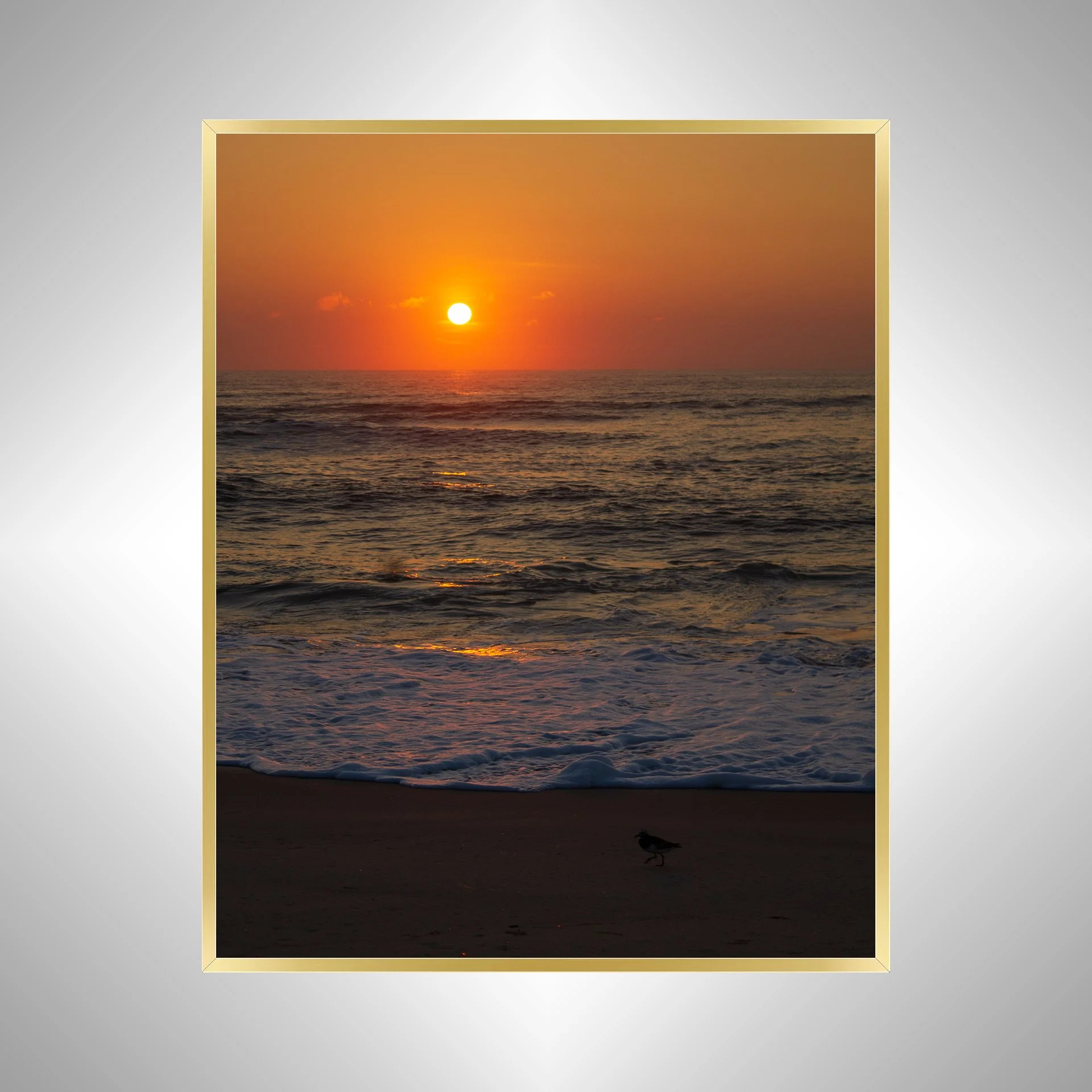 1:1 Sanderling at Sunrise- Gold.jpg