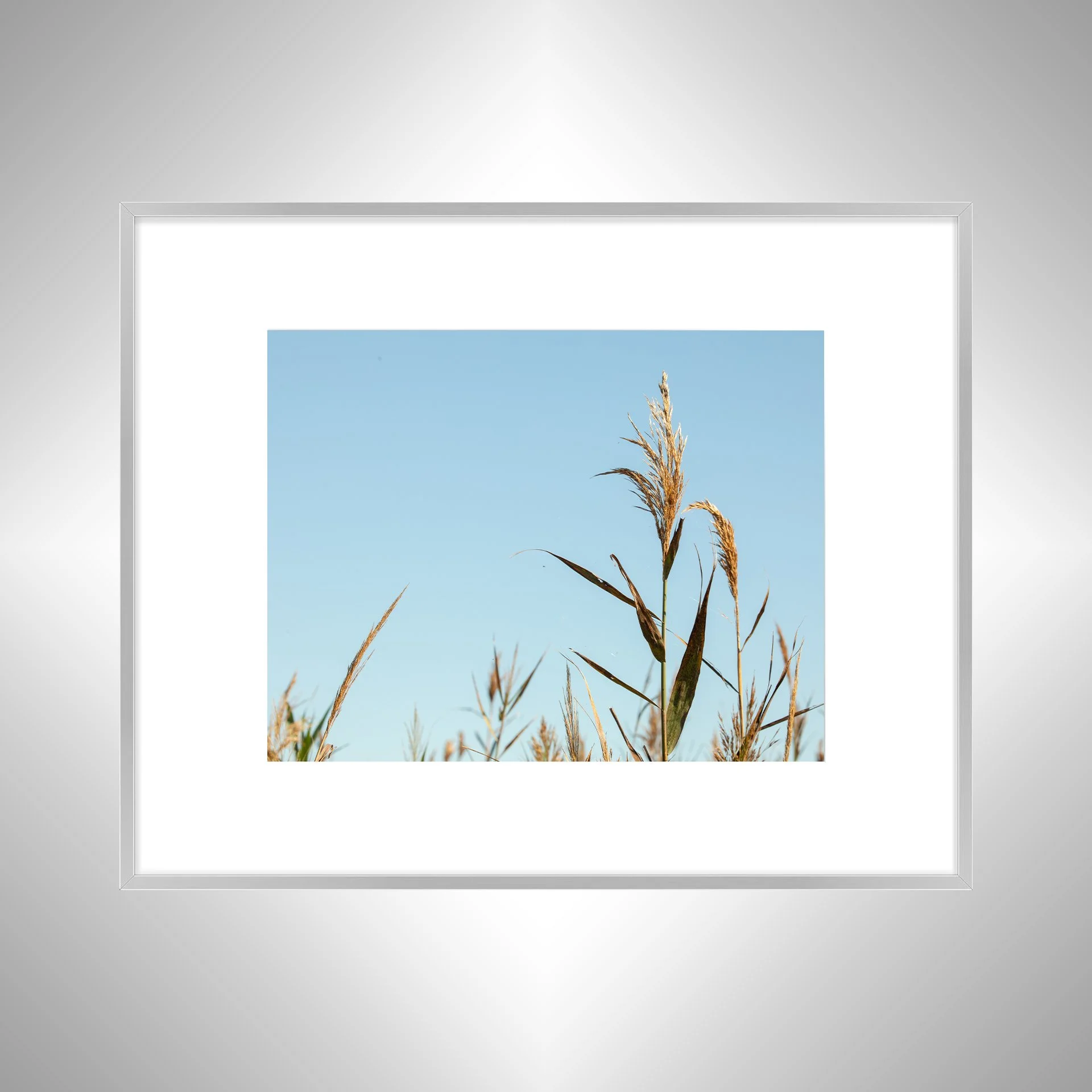 1:1 Back Bay Reeds- Silver Metal w: Border.jpg