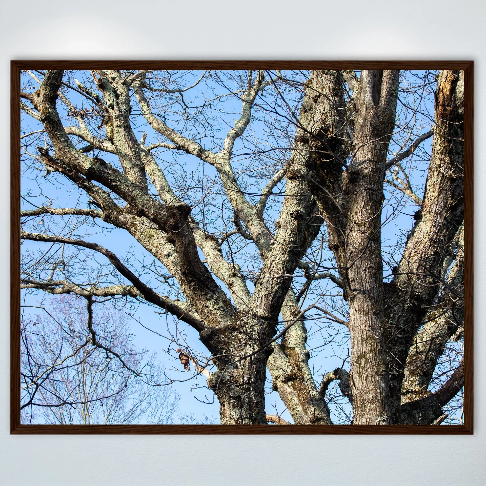 1:1 Trees at the Shenandoah National Park- Wood.jpg