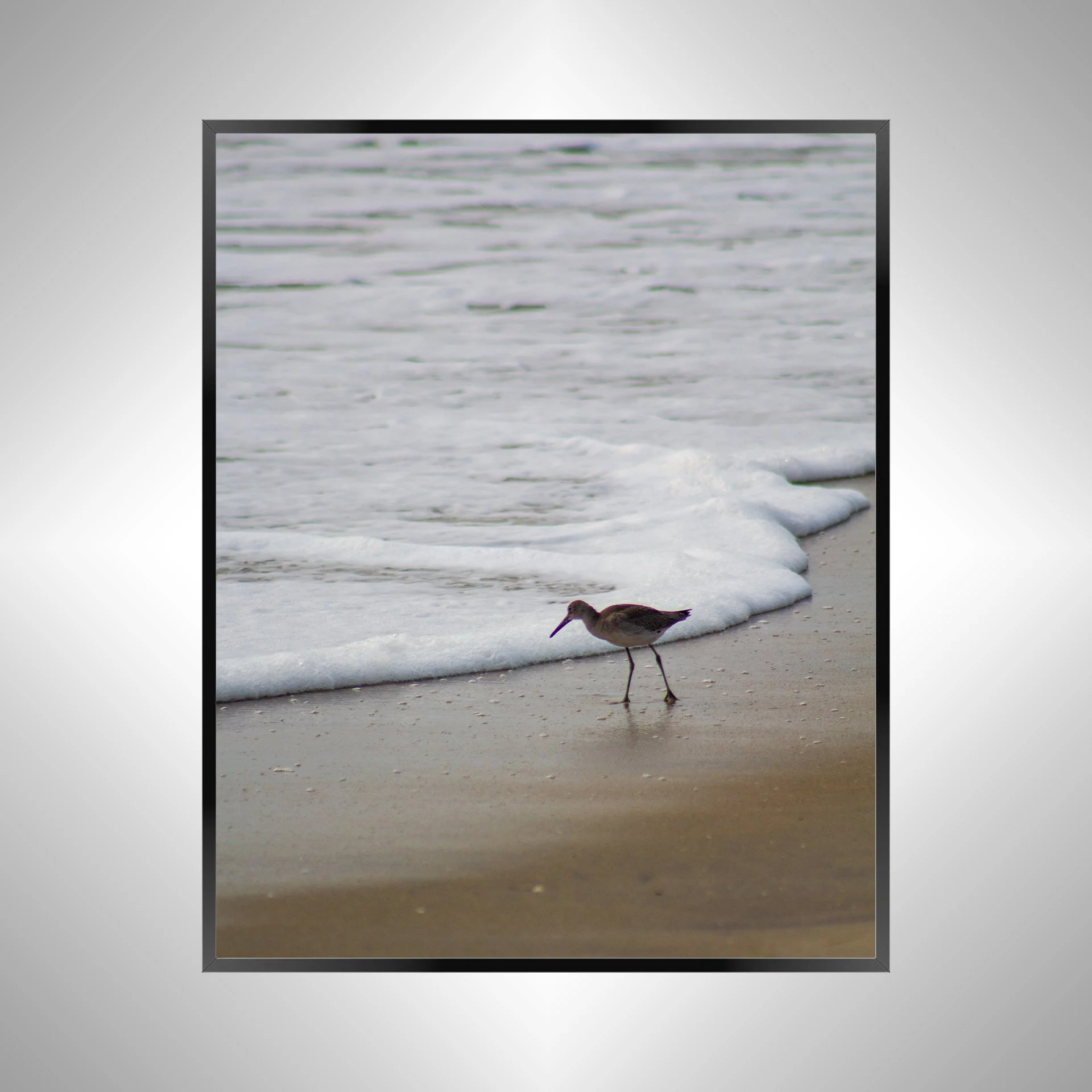 1/10 Willet at Beach Searching