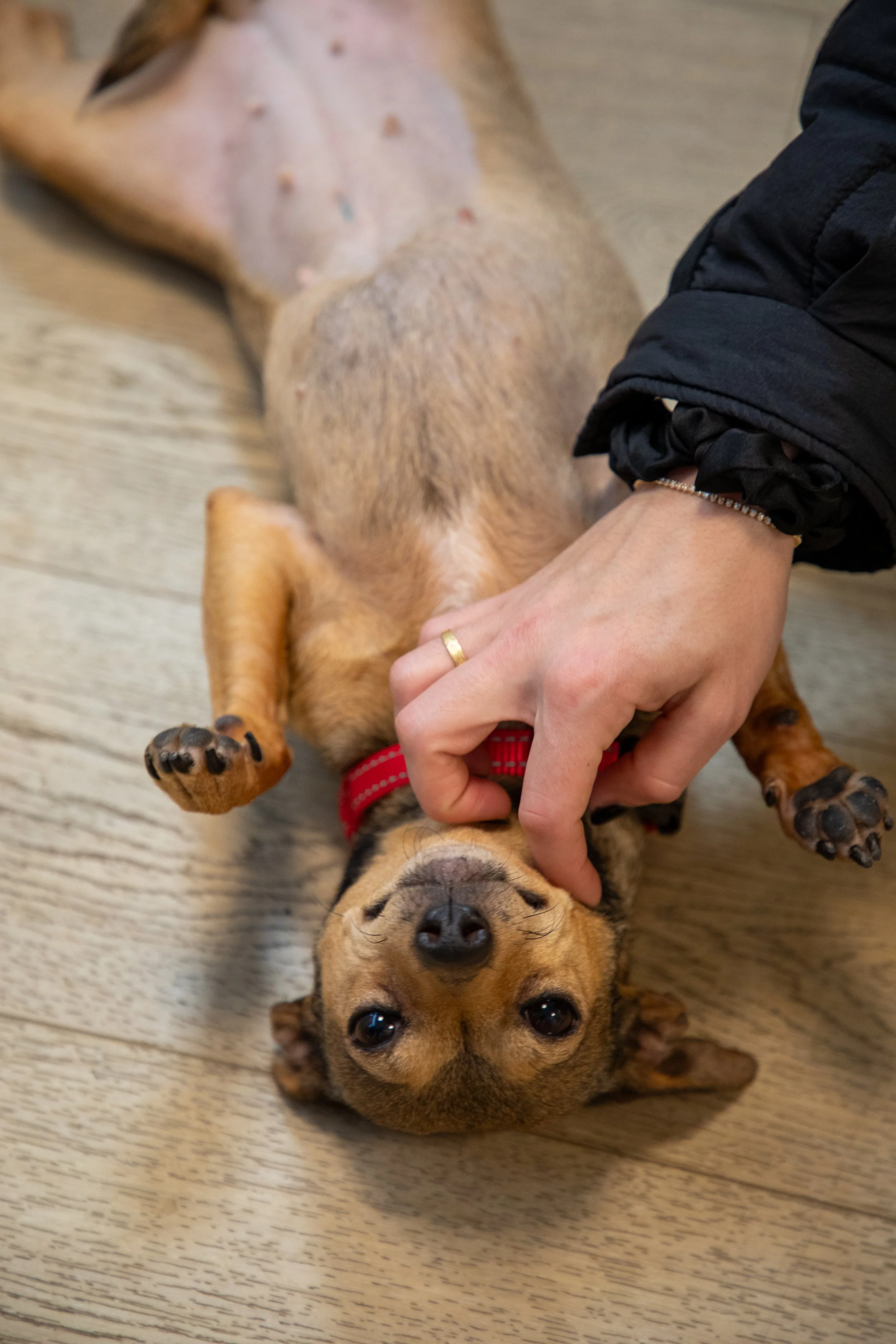 Will Locke Pet Photography- Hope For Life 12:28:2025 Chai13.jpg