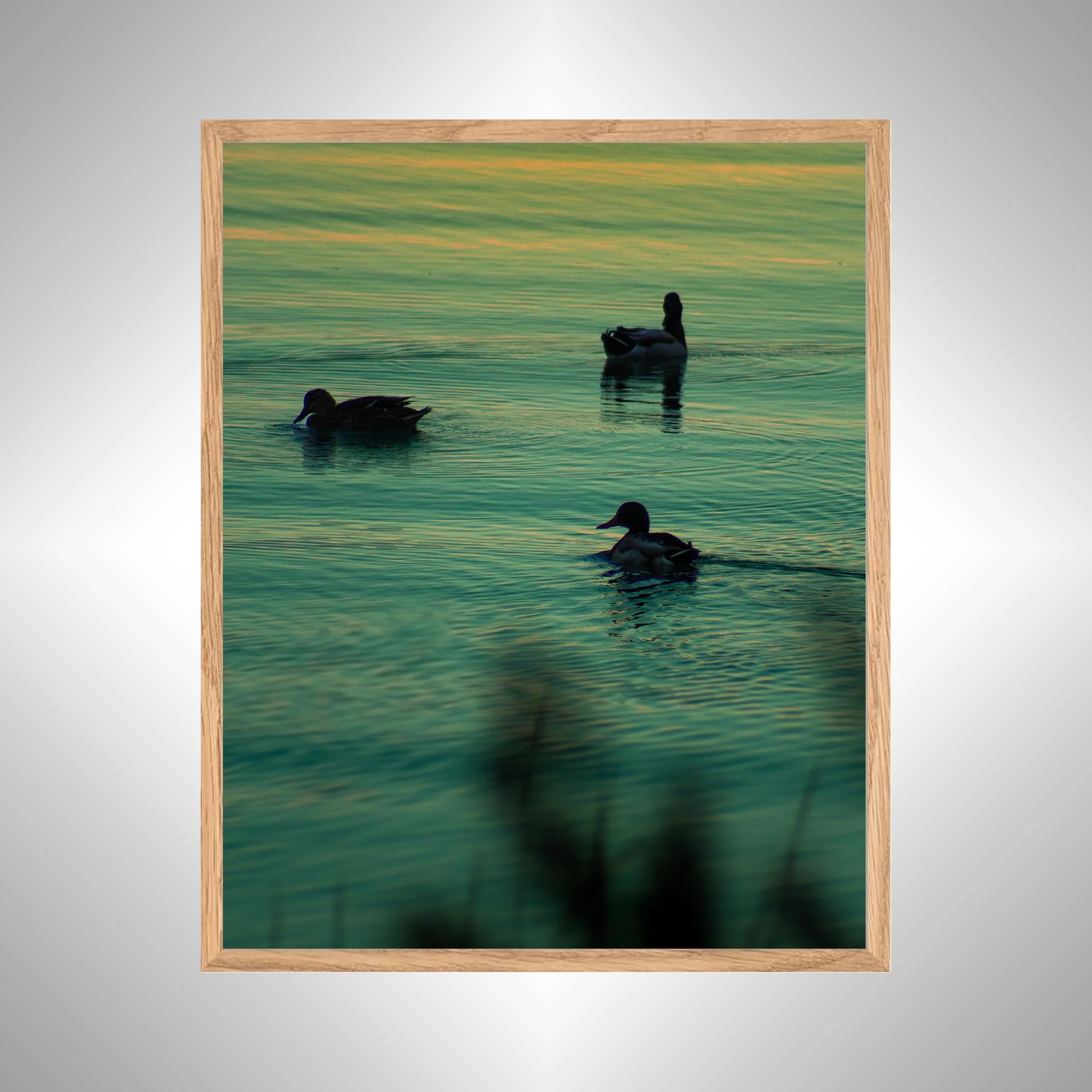 1:1 Duck Family Swimming towards Sunset- White Wood copy NATTY.jpg
