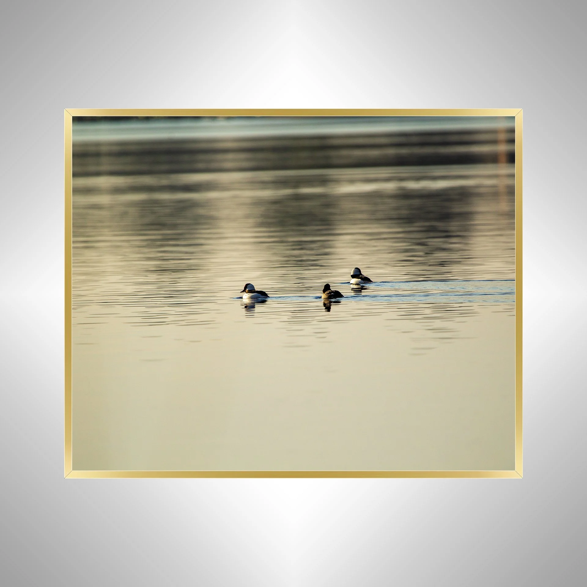 1:1 Bufflehead Family on Lafayette- Gold Metal.jpg