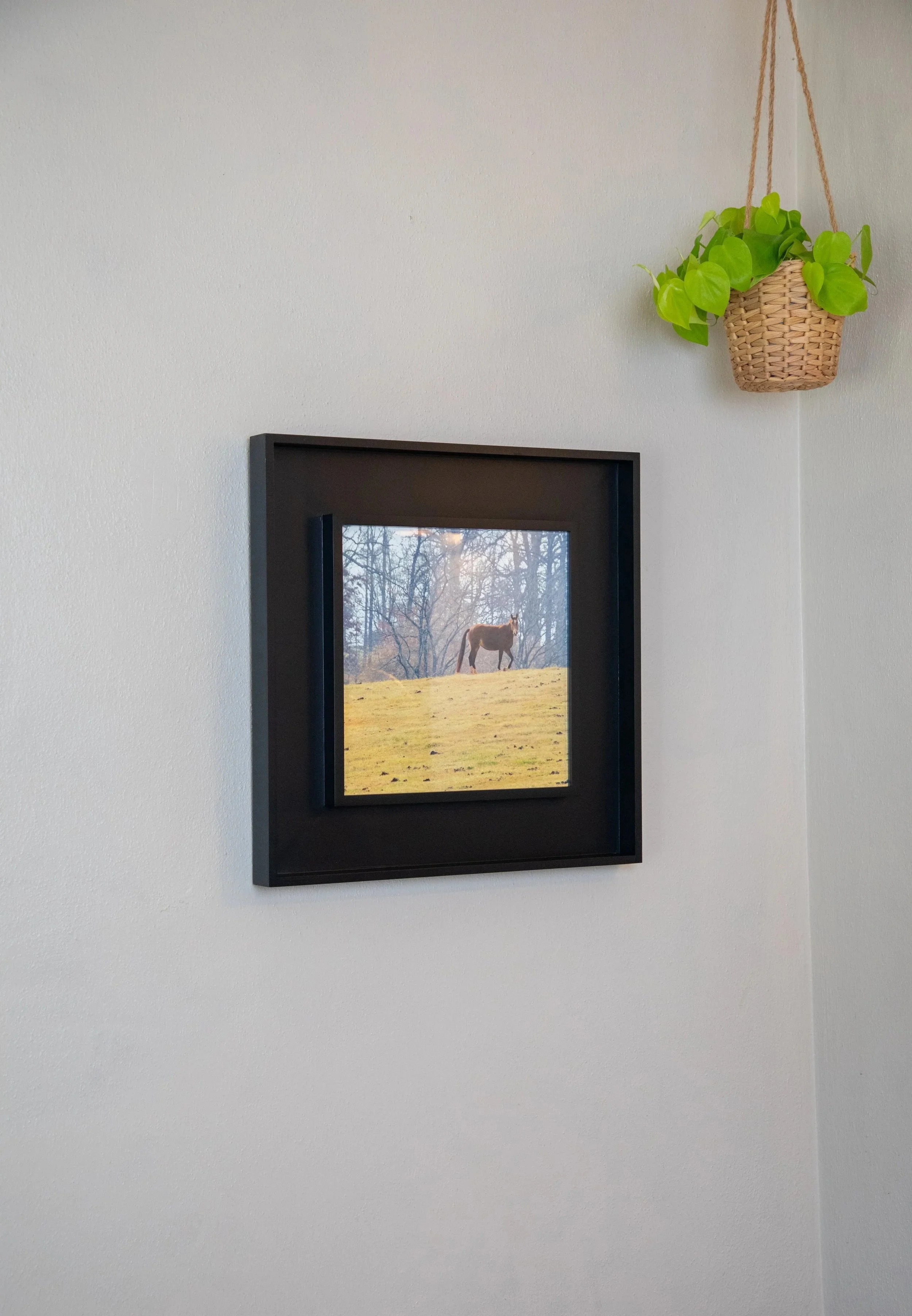 1/10 Shenandoah Horse (Square) in Black Wooden Window Mounted Frame (On Hand)