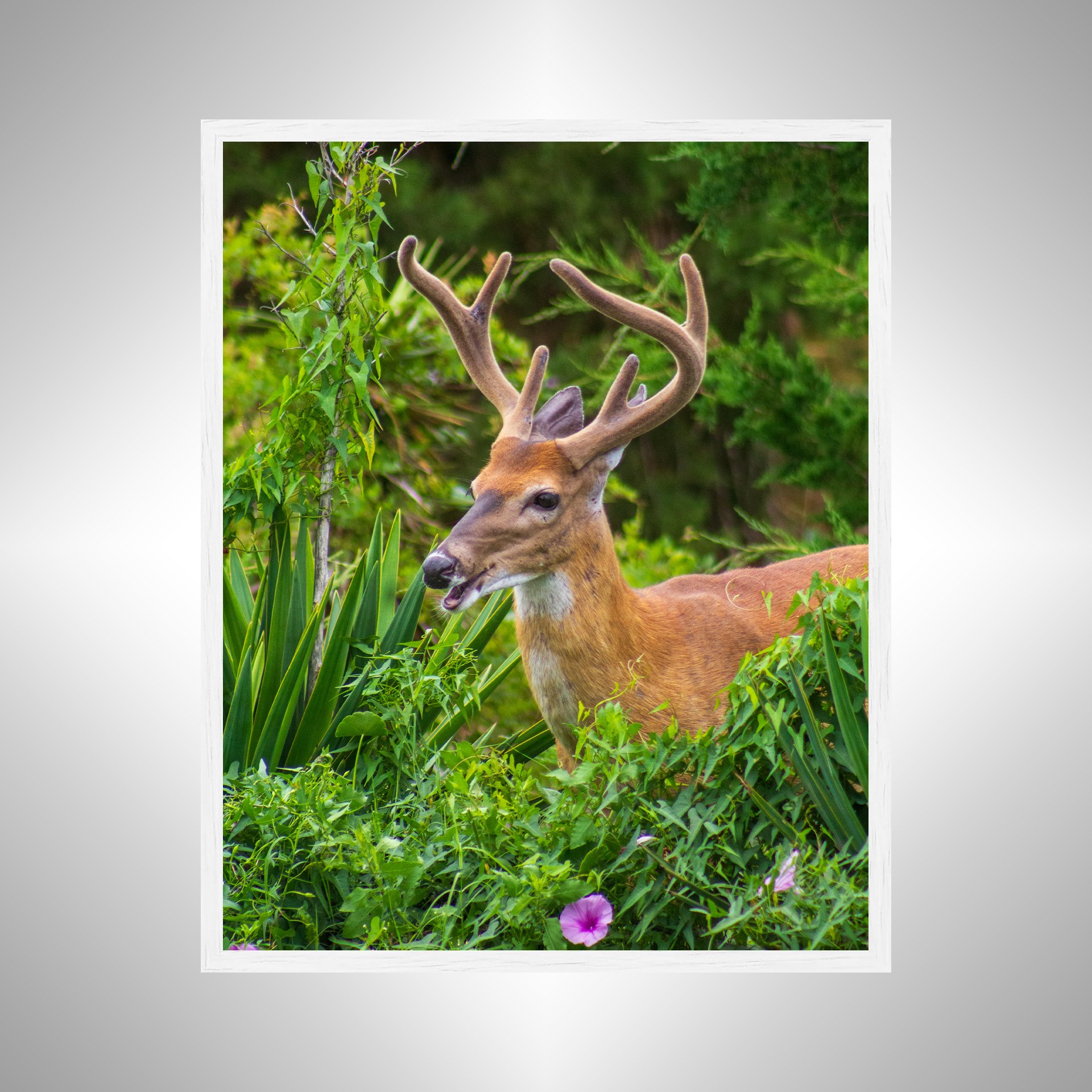 1:1 Deer Talk- White Wood.jpg