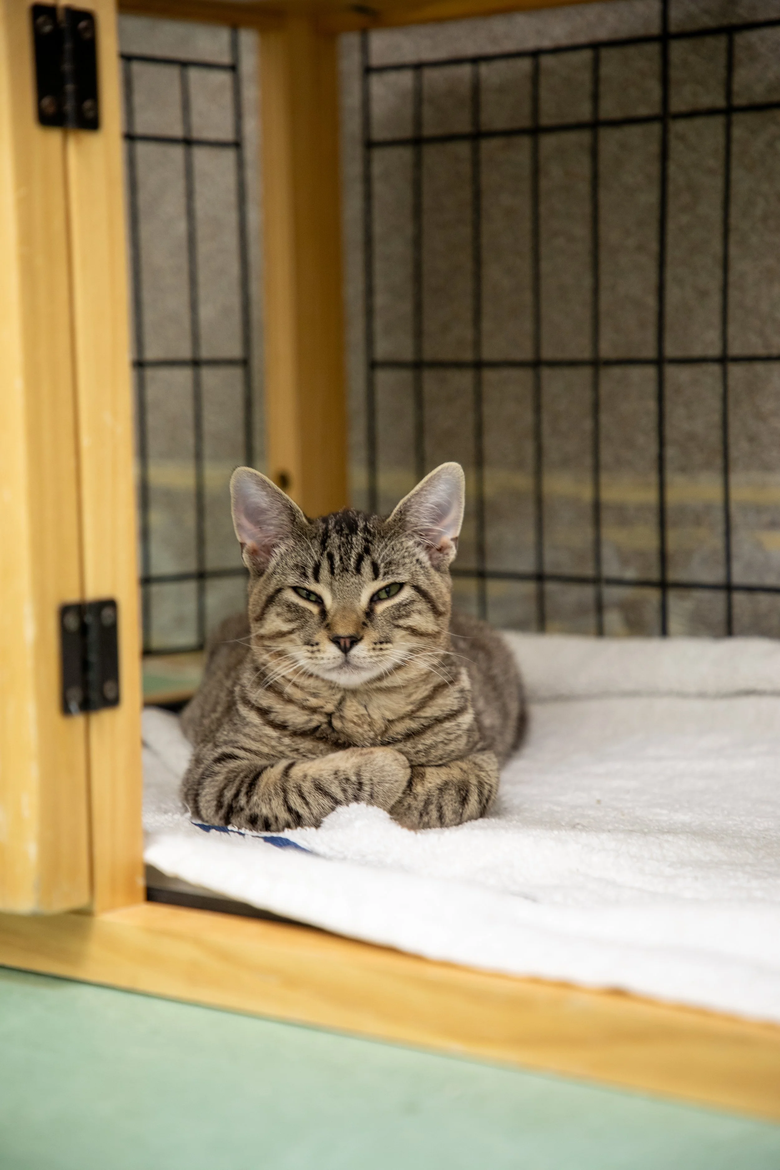 Will Locke Pet Photography- HopeForLife Unwatermarked50.jpg